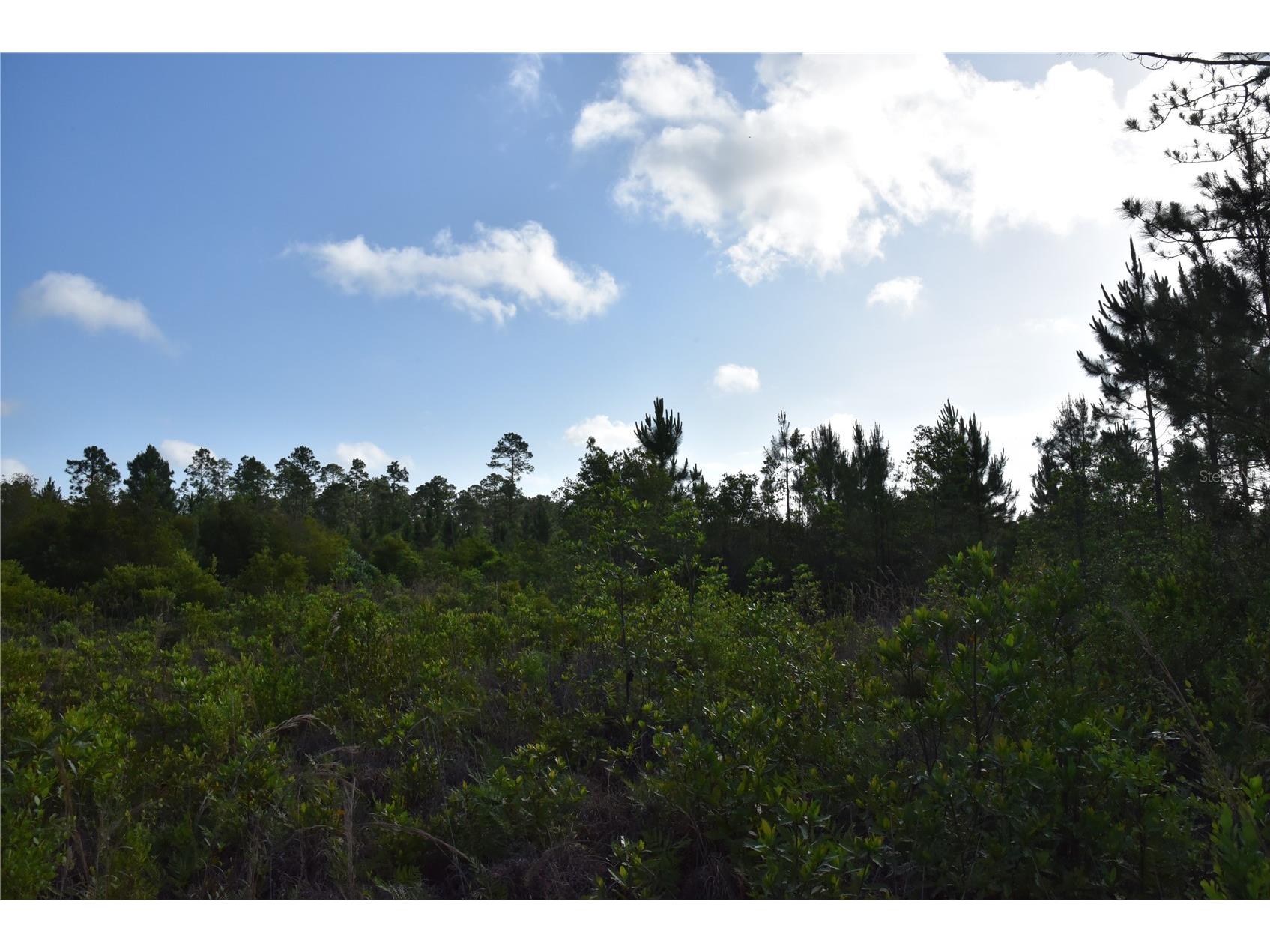 22370 NE 130th Avenue Fort Mc Coy FL 32134 OM725577 image31