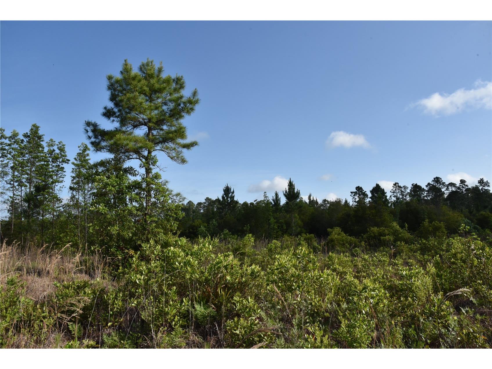 22370 NE 130th Avenue Fort Mc Coy FL 32134 OM725577 image32