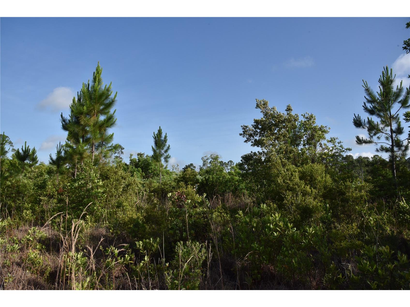 22370 NE 130th Avenue Fort Mc Coy FL 32134 OM725577 image34