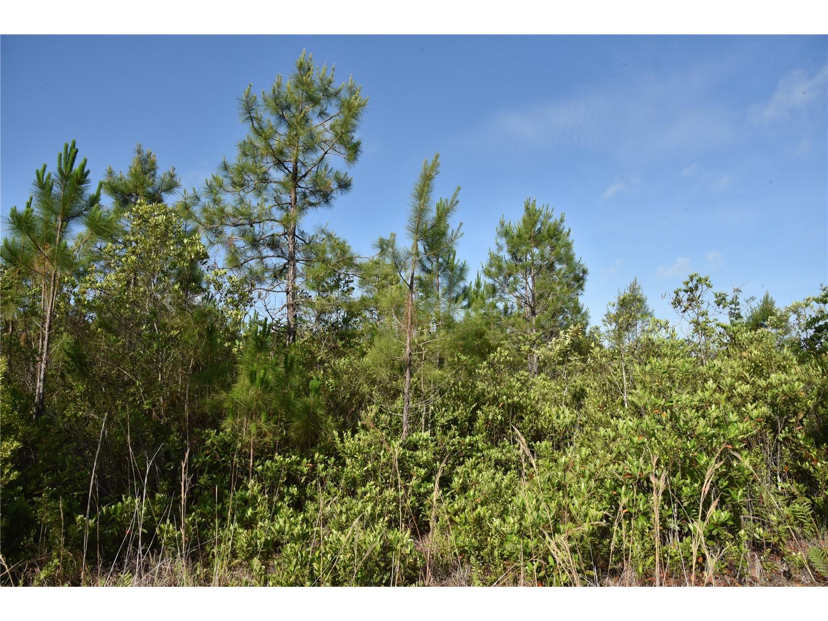 22370 NE 130th Avenue Fort Mc Coy FL 32134 OM725577 image35