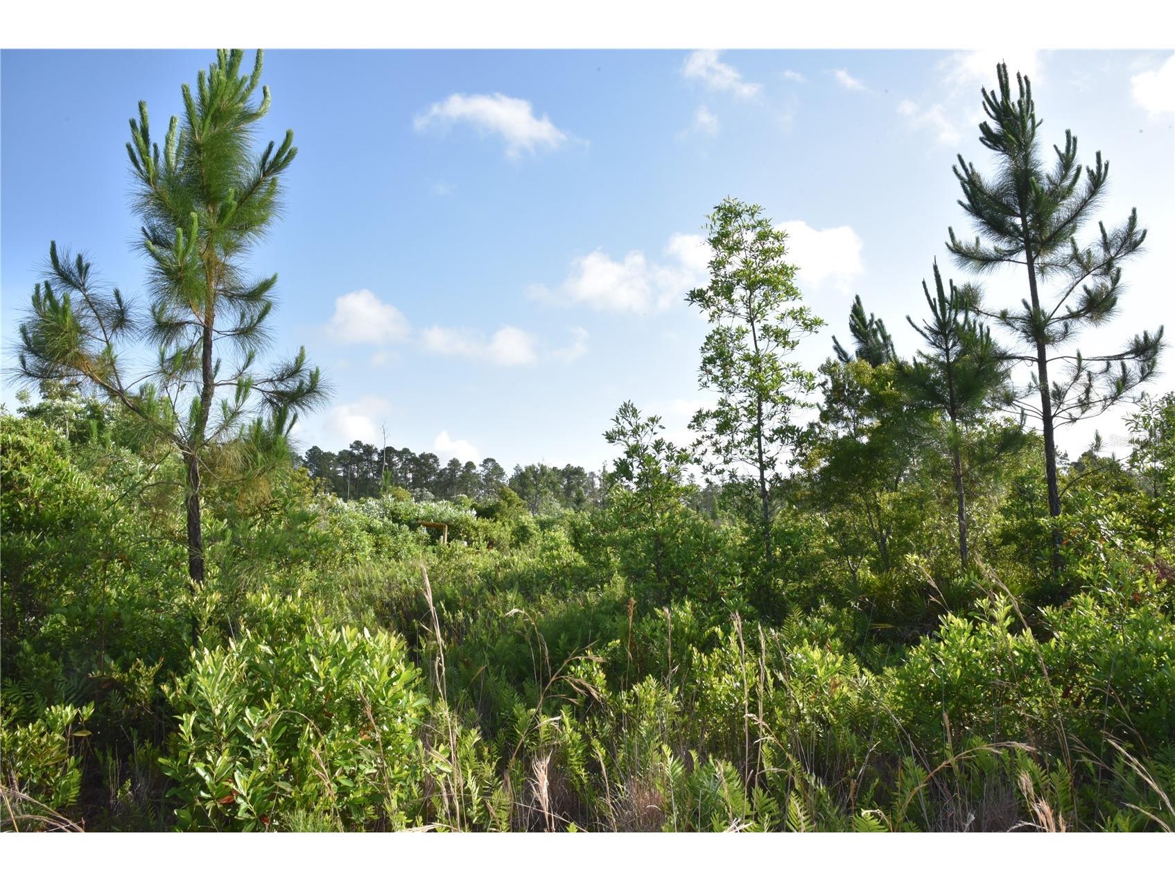 22370 NE 130th Avenue Fort Mc Coy FL 32134 OM725577 image36