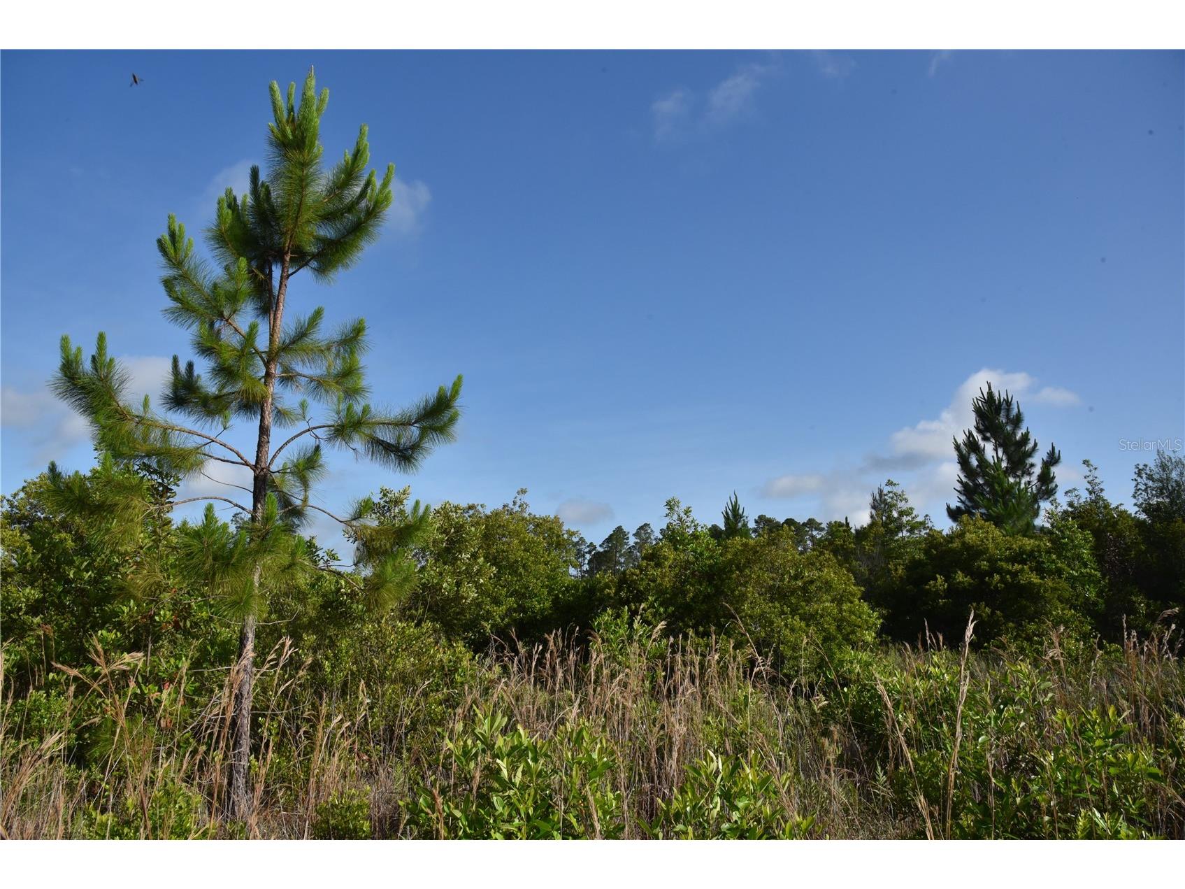 22370 NE 130th Avenue Fort Mc Coy FL 32134 OM725577 image37