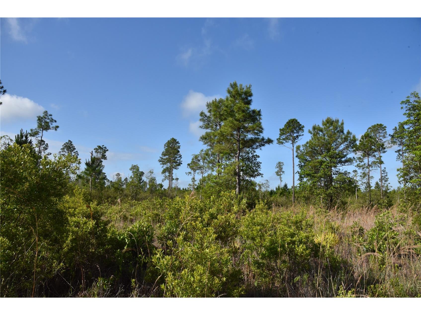 22370 NE 130th Avenue Fort Mc Coy FL 32134 OM725577 image38