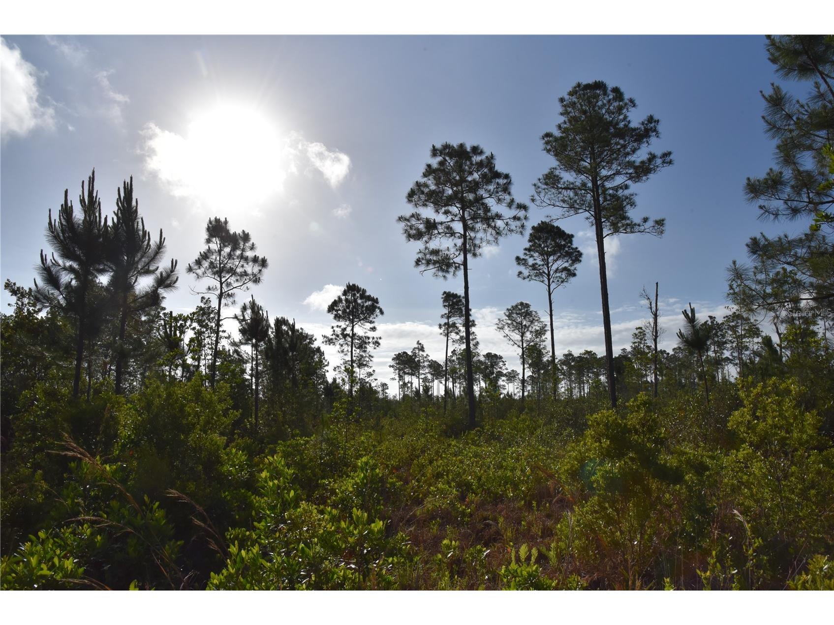 22370 NE 130th Avenue Fort Mc Coy FL 32134 OM725577 image6