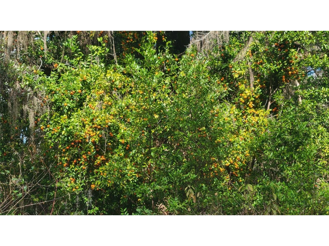 22380 Powell Road Brooksville FL 34602 TB8460672 image32