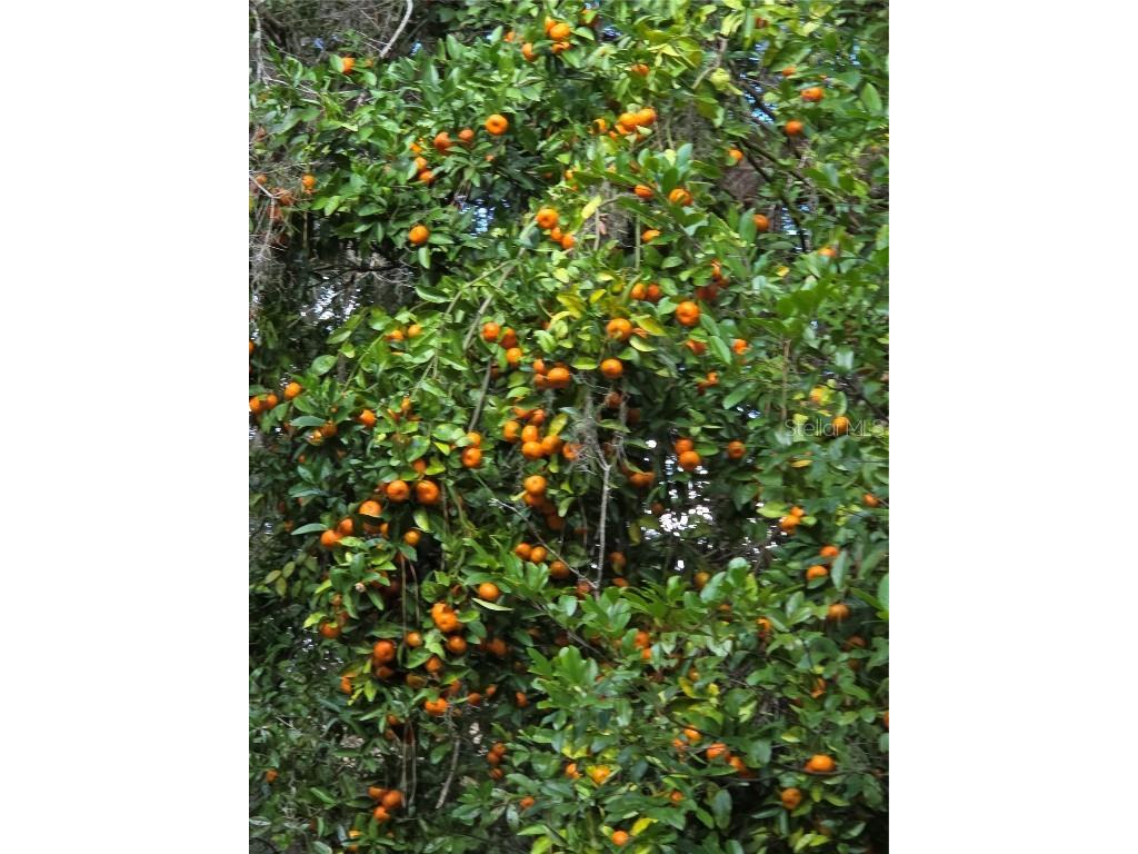 22380 Powell Road Brooksville FL 34602 TB8460672 image41