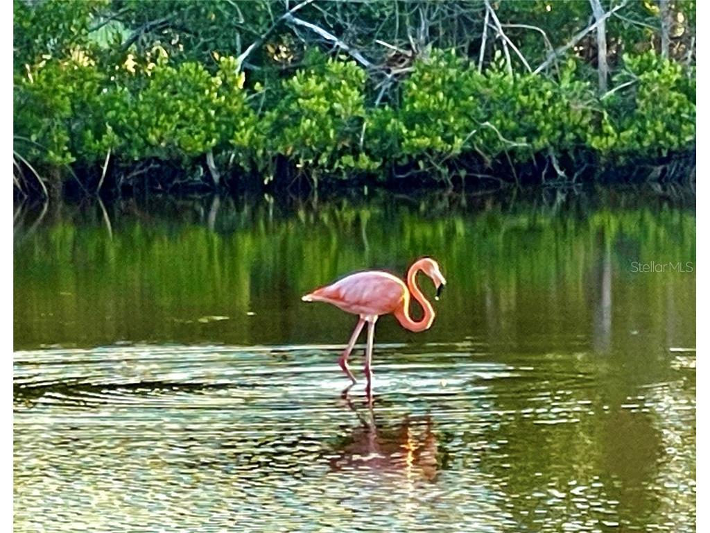 2254 Norwegian Drive #46 Clearwater FL 33763 TB8379334 image38