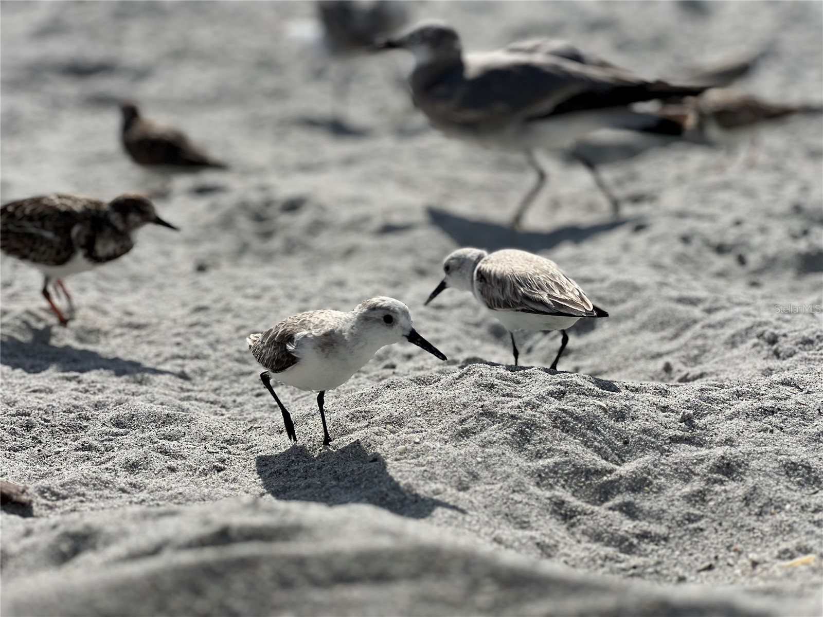 2255 N Beach Road #20 Englewood FL 34223 D6146319 image50