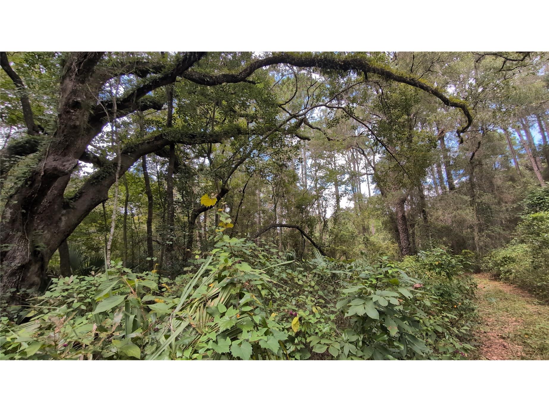 2259 W Wildflower Court Dunnellon FL 34434 OM709400 image4