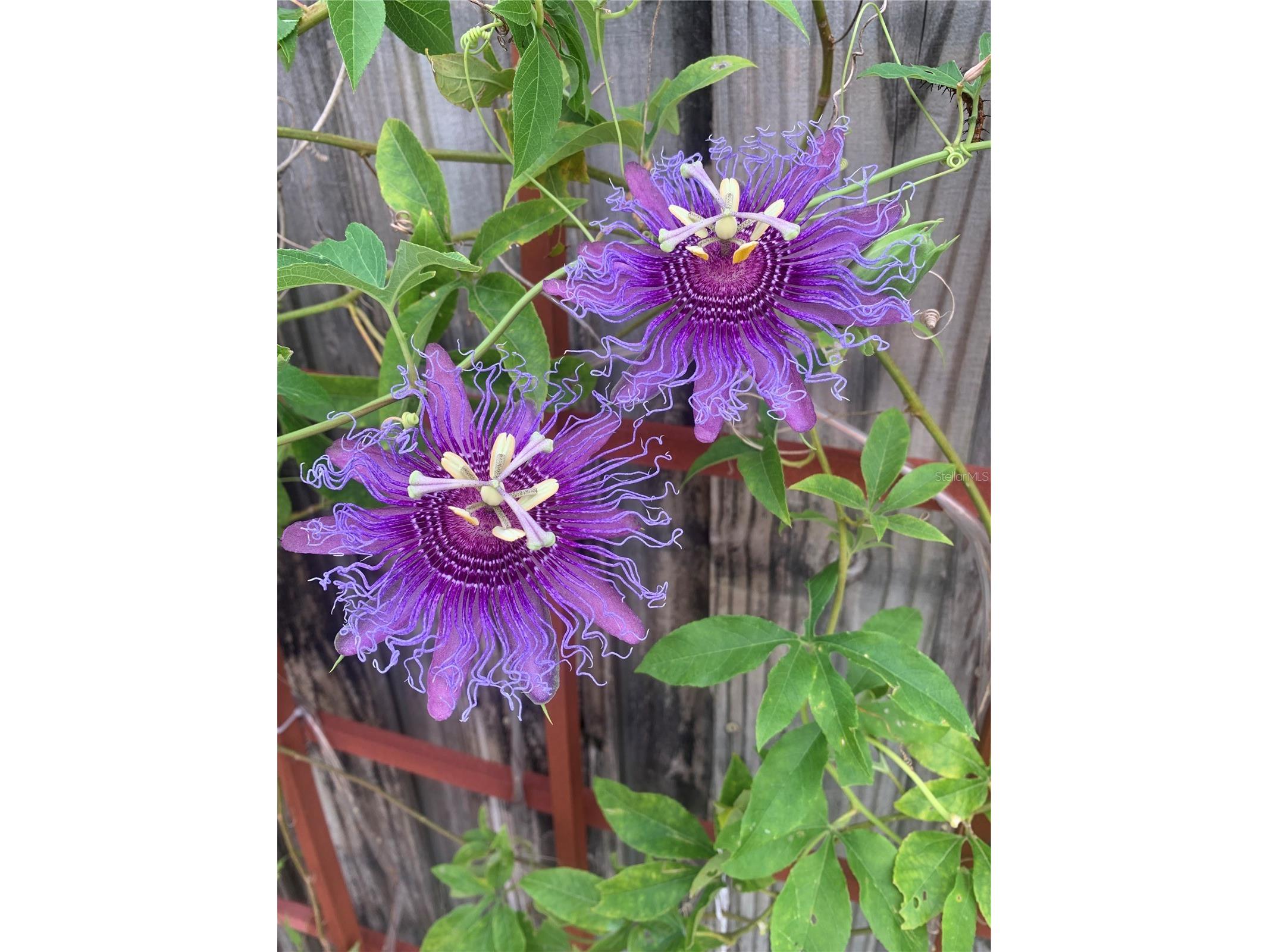 226 21st Avenue N Saint Petersburg FL 33704 TB8495054 image26