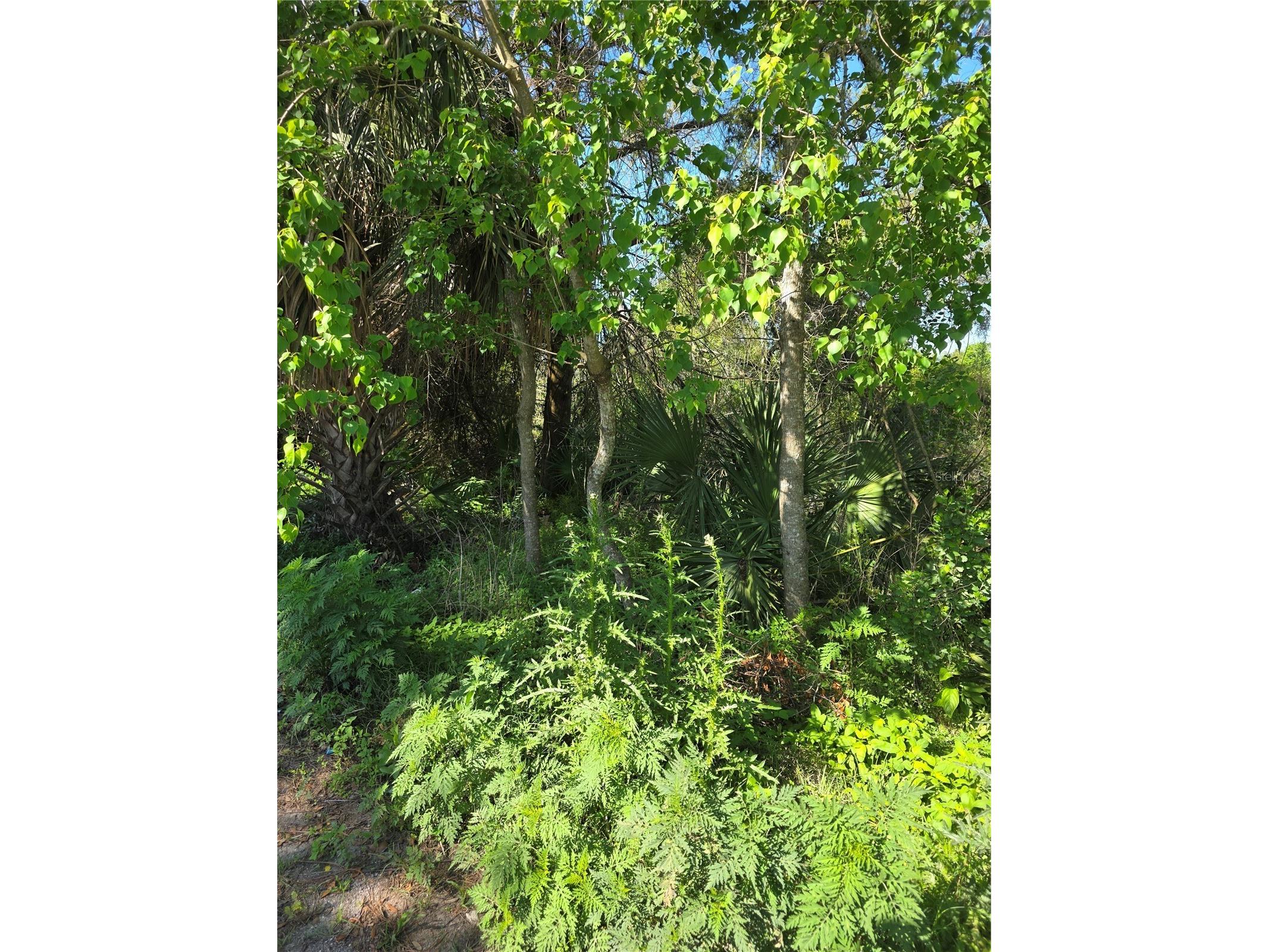 226 Walnut Avenue Orange City FL 32763 V4948533 image1