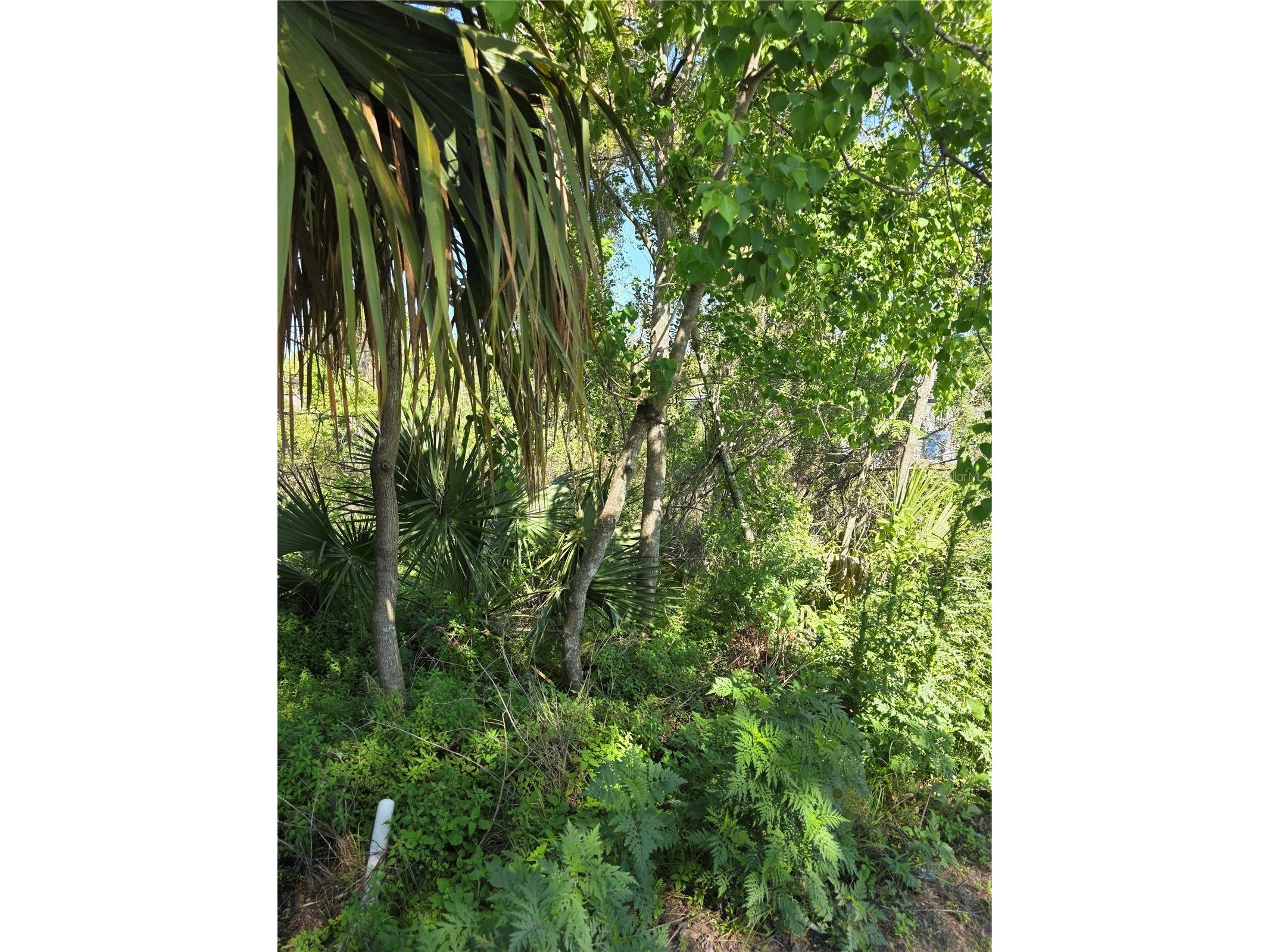 226 Walnut Avenue Orange City FL 32763 V4948533 image4