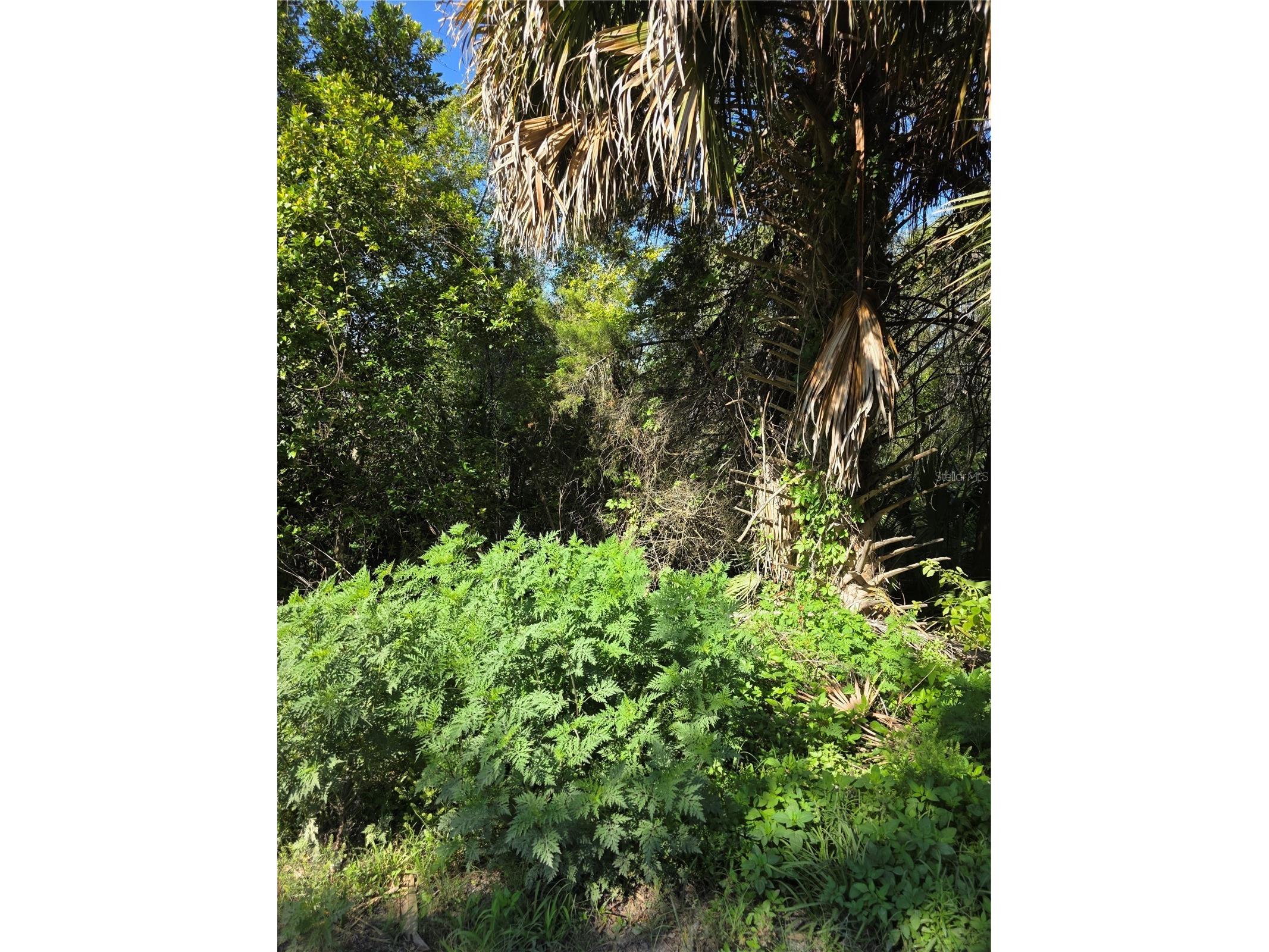 226 Walnut Avenue Orange City FL 32763 V4948533 image5