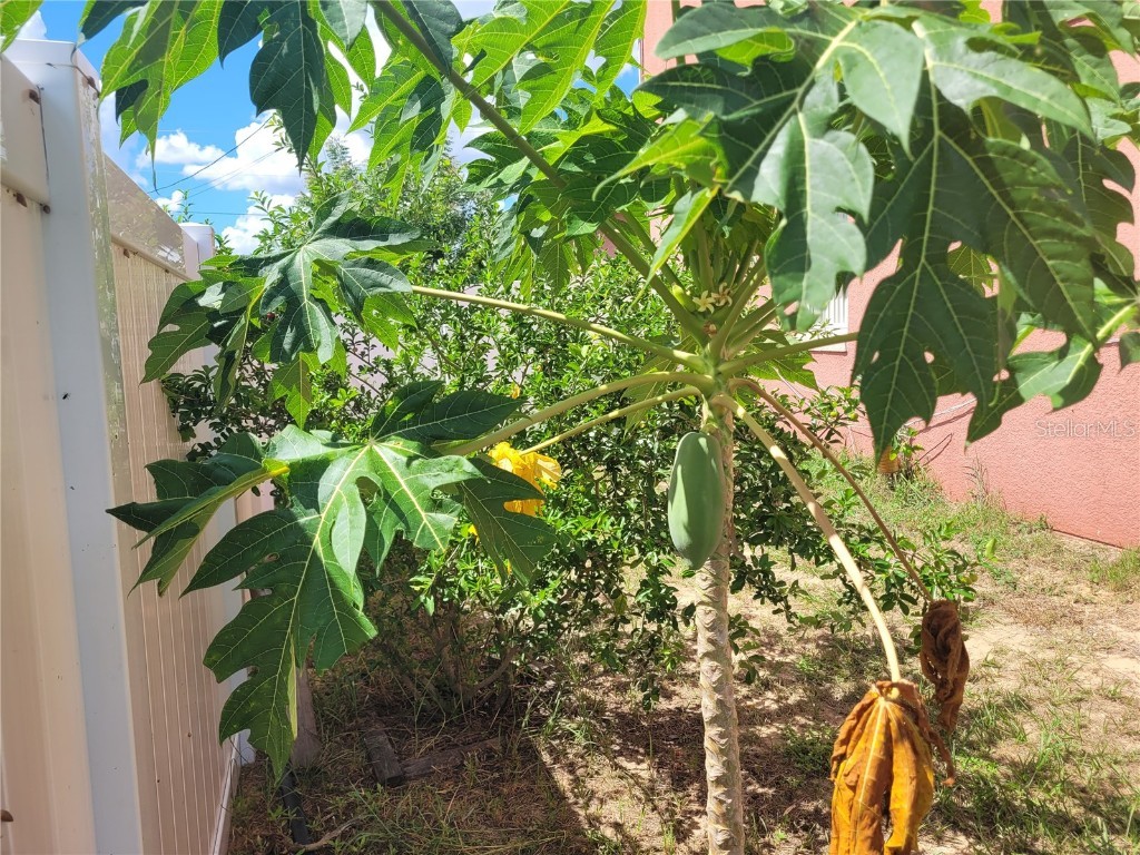 2262 Pecos Court Kissimmee FL 34759 OM710196 image49