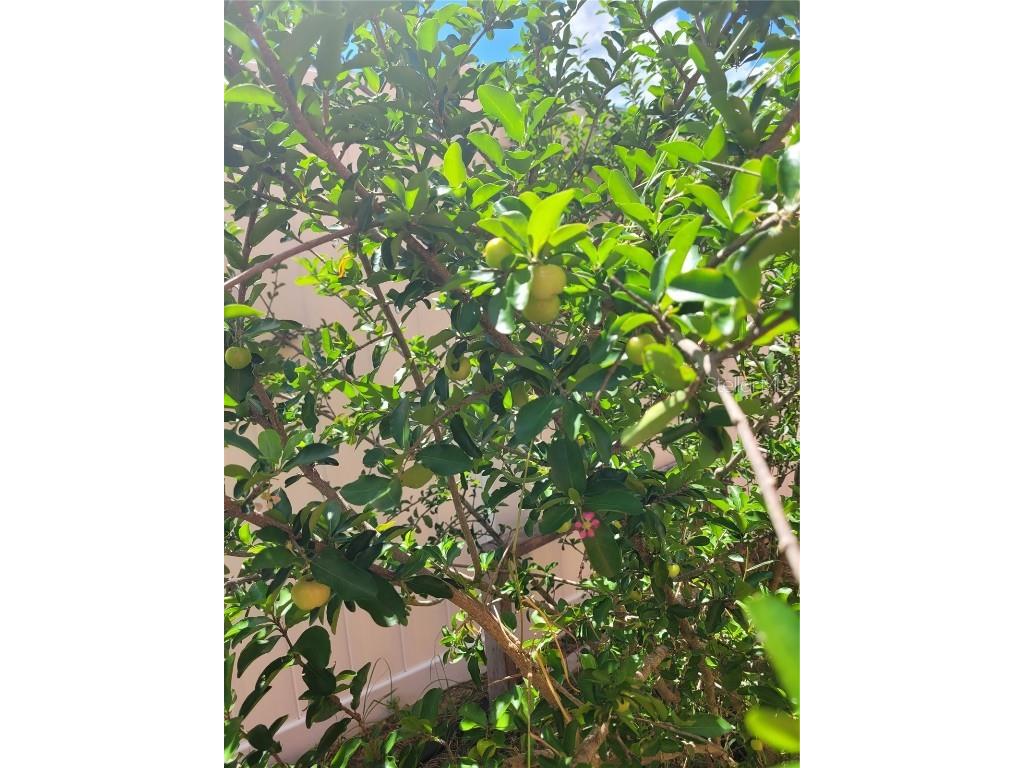 2262 Pecos Court Kissimmee FL 34759 OM710196 image51