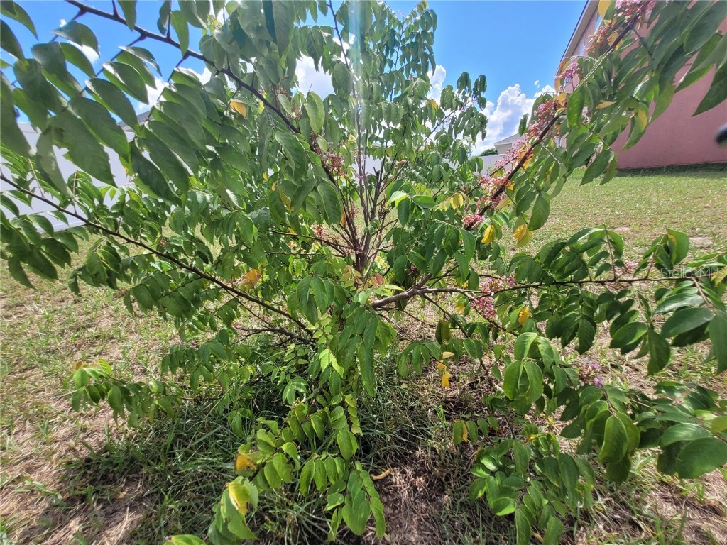 2262 Pecos Court Kissimmee FL 34759 OM710196 image53