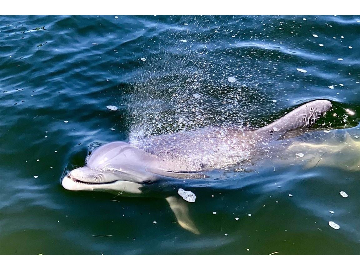 2279 Mermaid Point NE Saint Petersburg FL 33703 - BAYOU GRANDE/TAMPA BAY TB8394418 image48