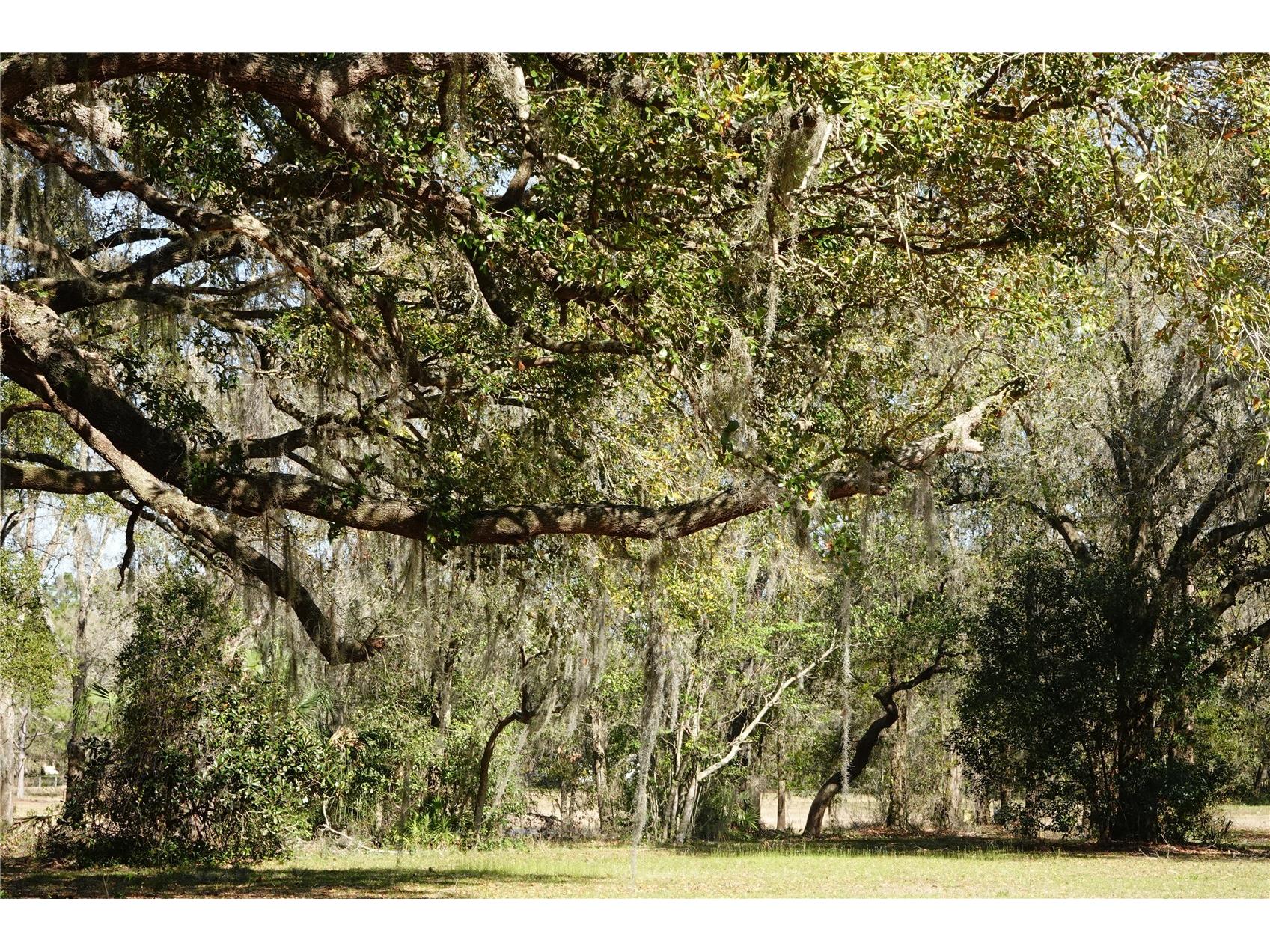 22838 Bungalow Lane Land O Lakes FL 34639 TB8506289 image3
