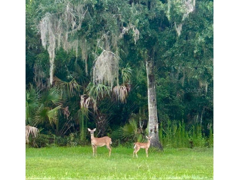2291 Waccassa Street Geneva FL 32732 O6423875 image52