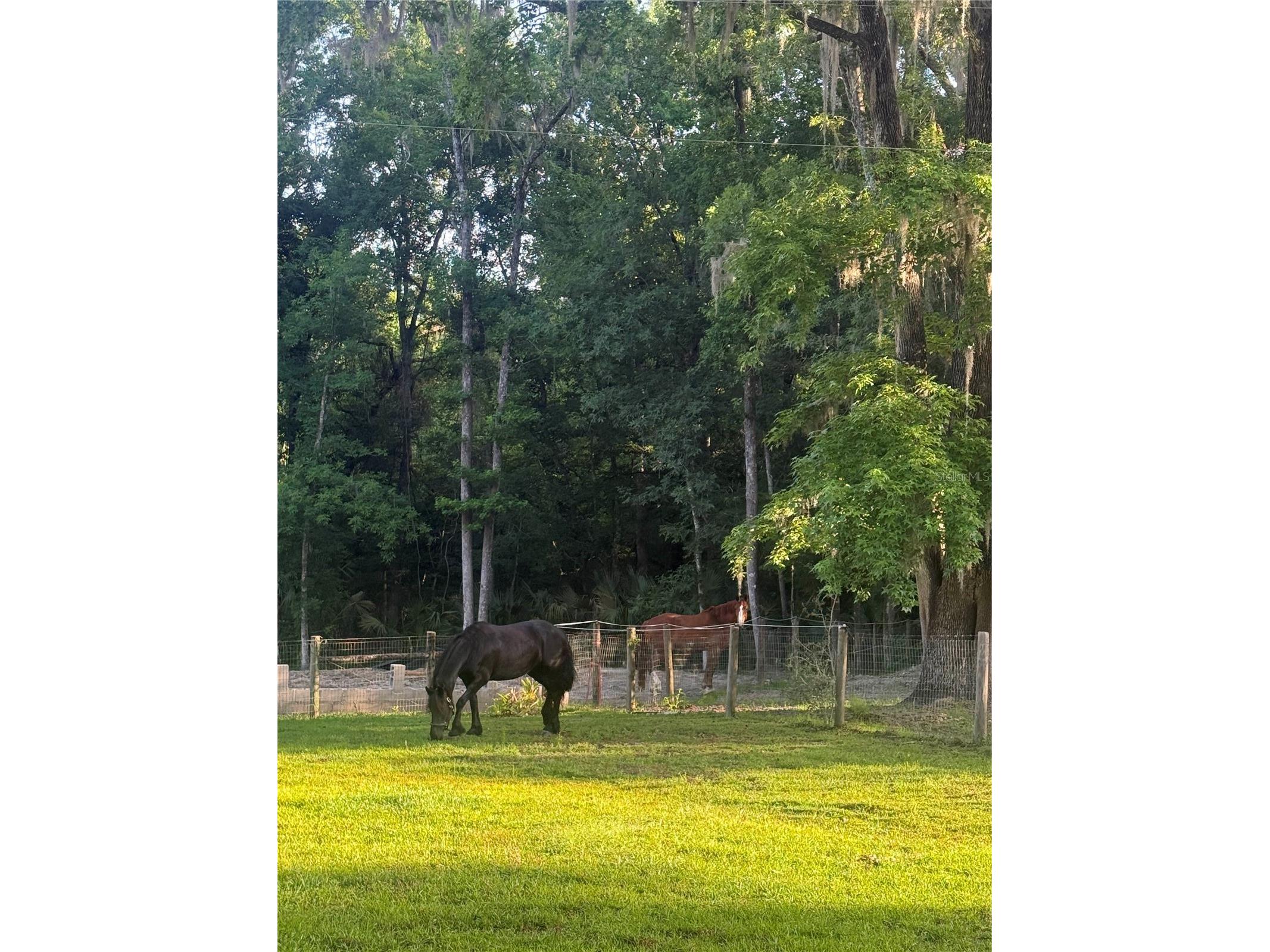 22924 NW 91st Court Road Micanopy FL 32667 OM713737 image93