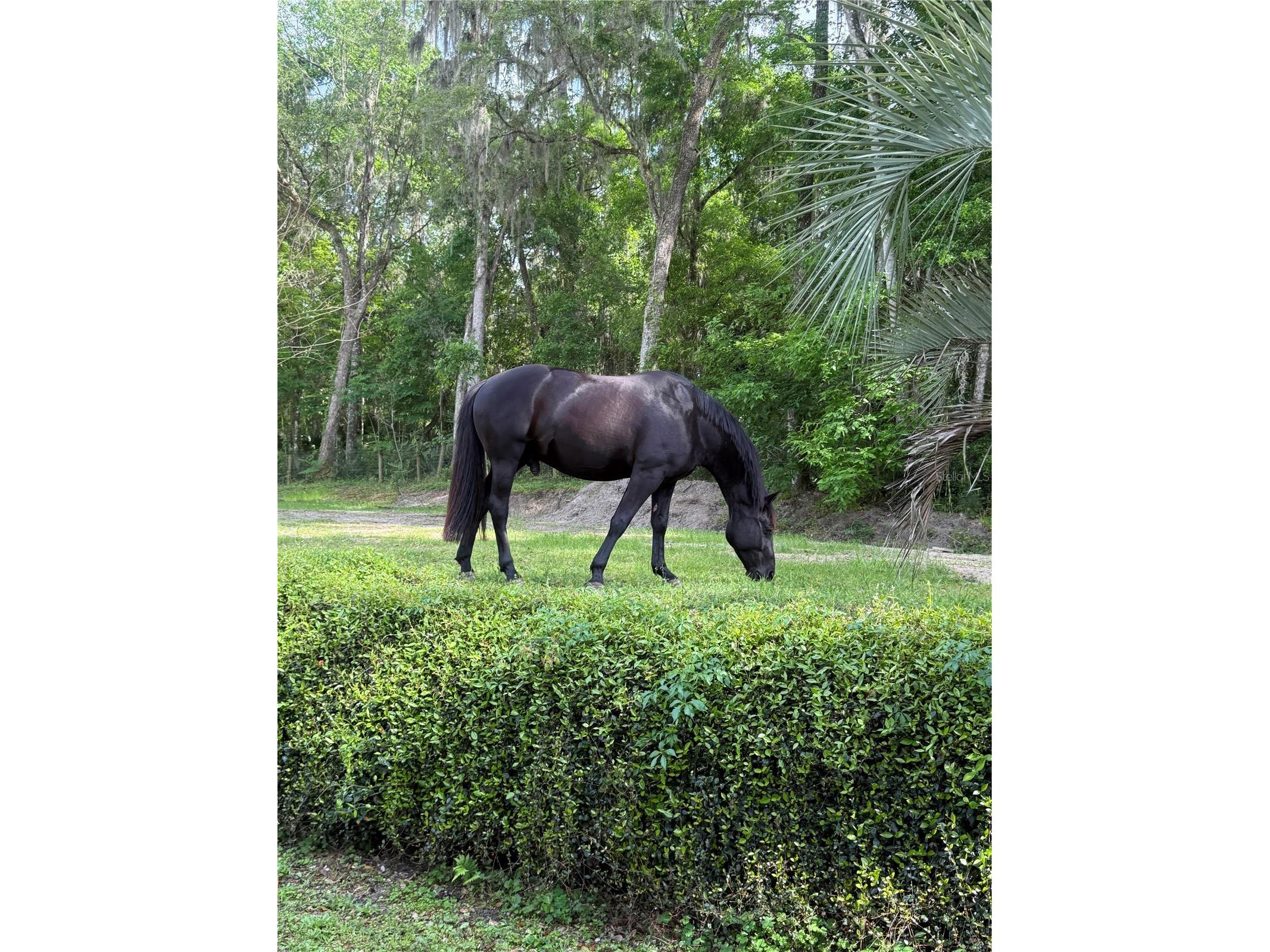 22924 NW 91st Court Road Micanopy FL 32667 OM713737 image94