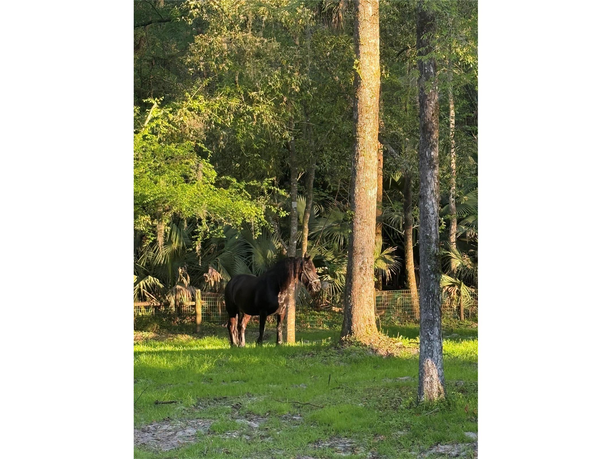 22924 NW 91st Court Road Micanopy FL 32667 OM713737 image95