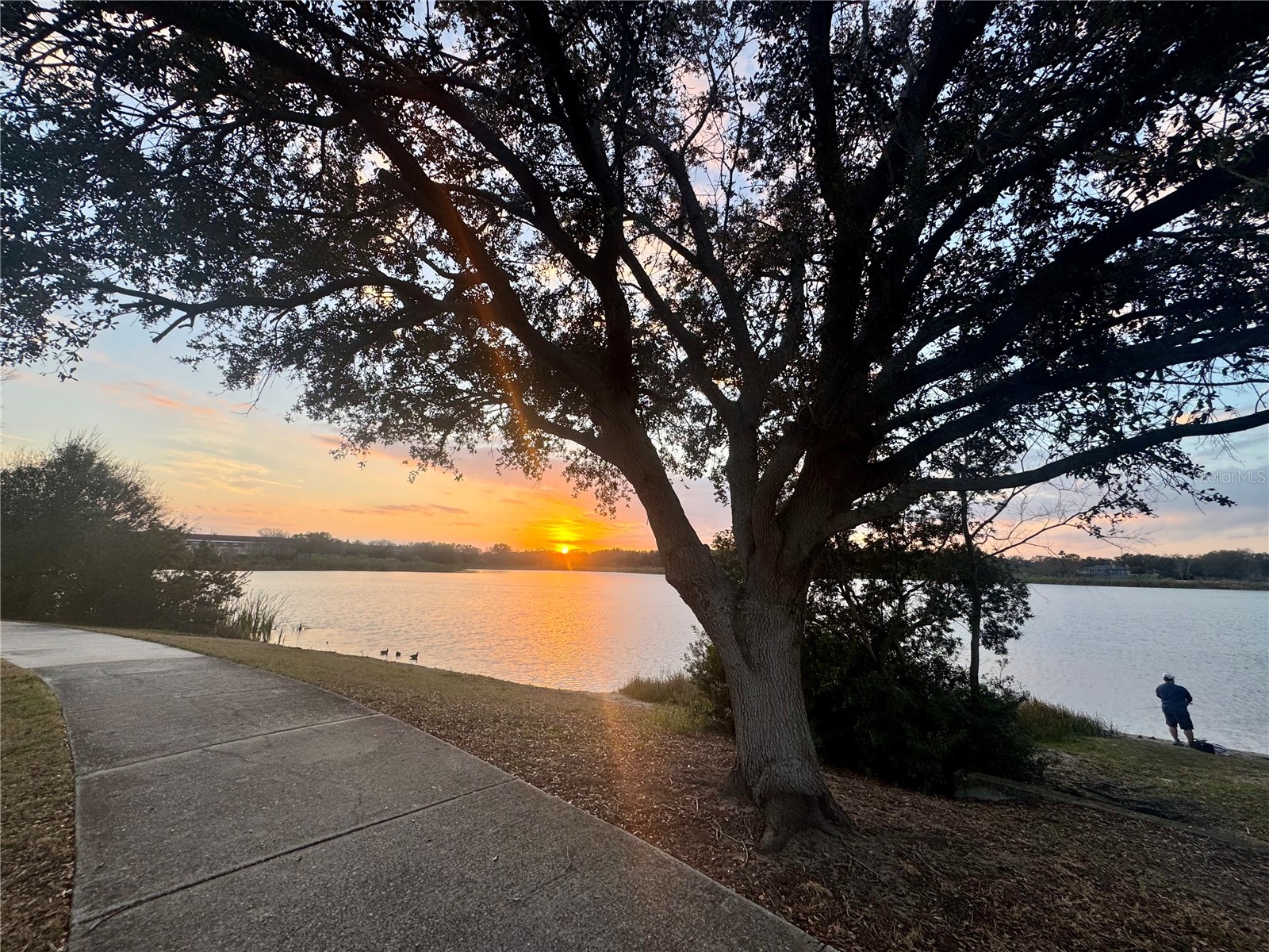 2294 Swedish Drive #8 Clearwater FL 33763 TB8477646 image60