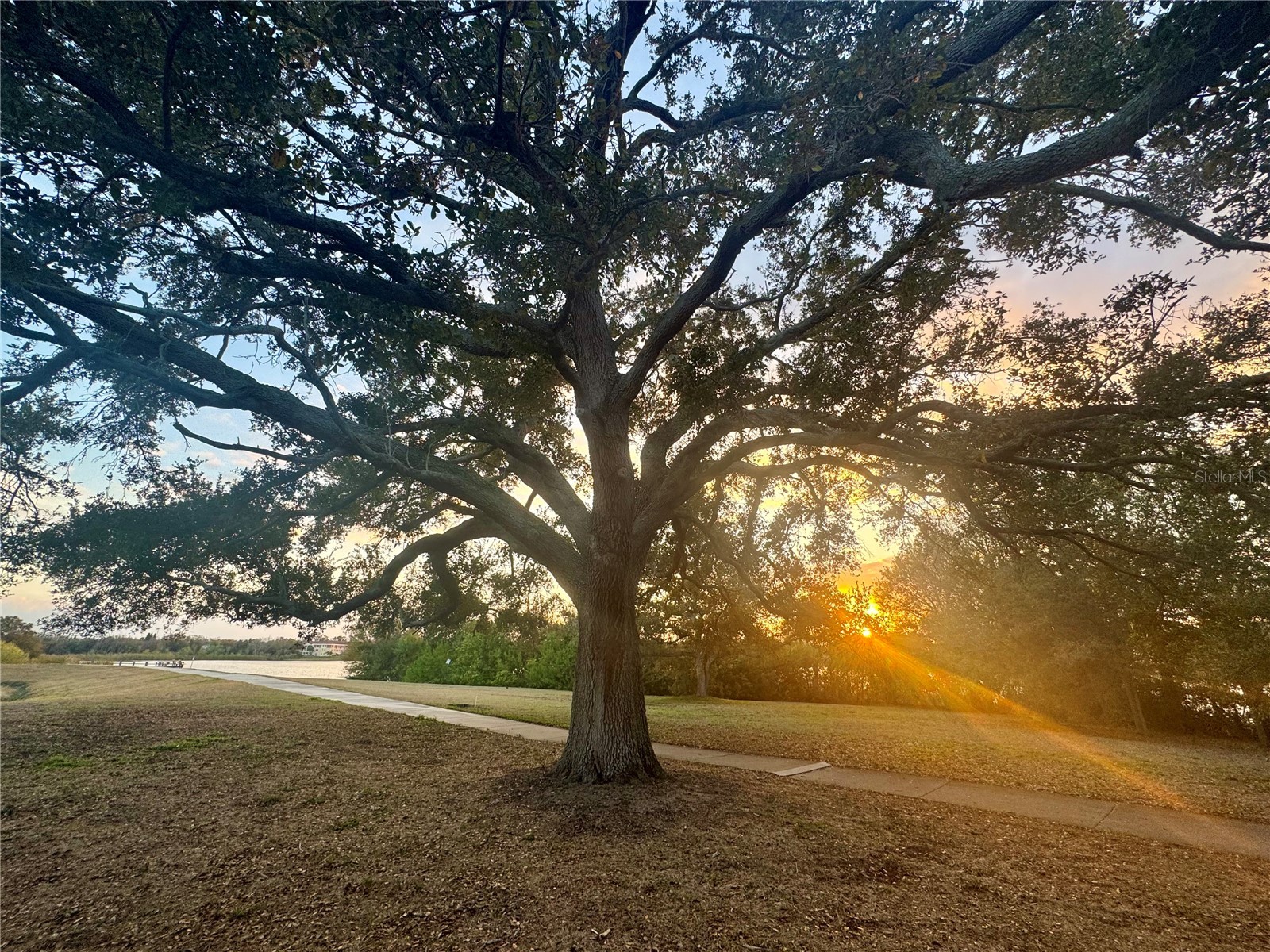 2294 Swedish Drive #8 Clearwater FL 33763 TB8477646 image61