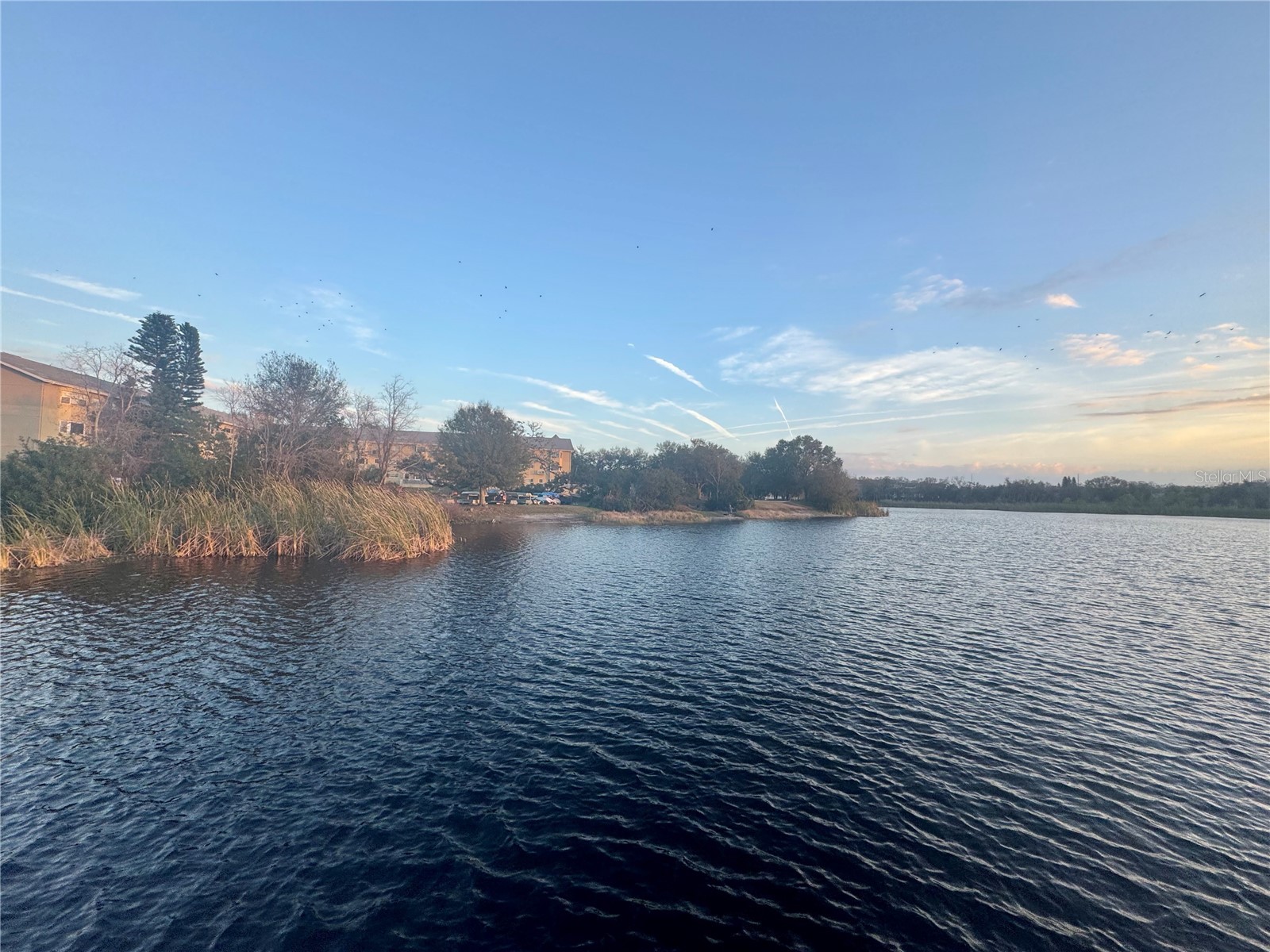 2294 Swedish Drive #8 Clearwater FL 33763 TB8477646 image72