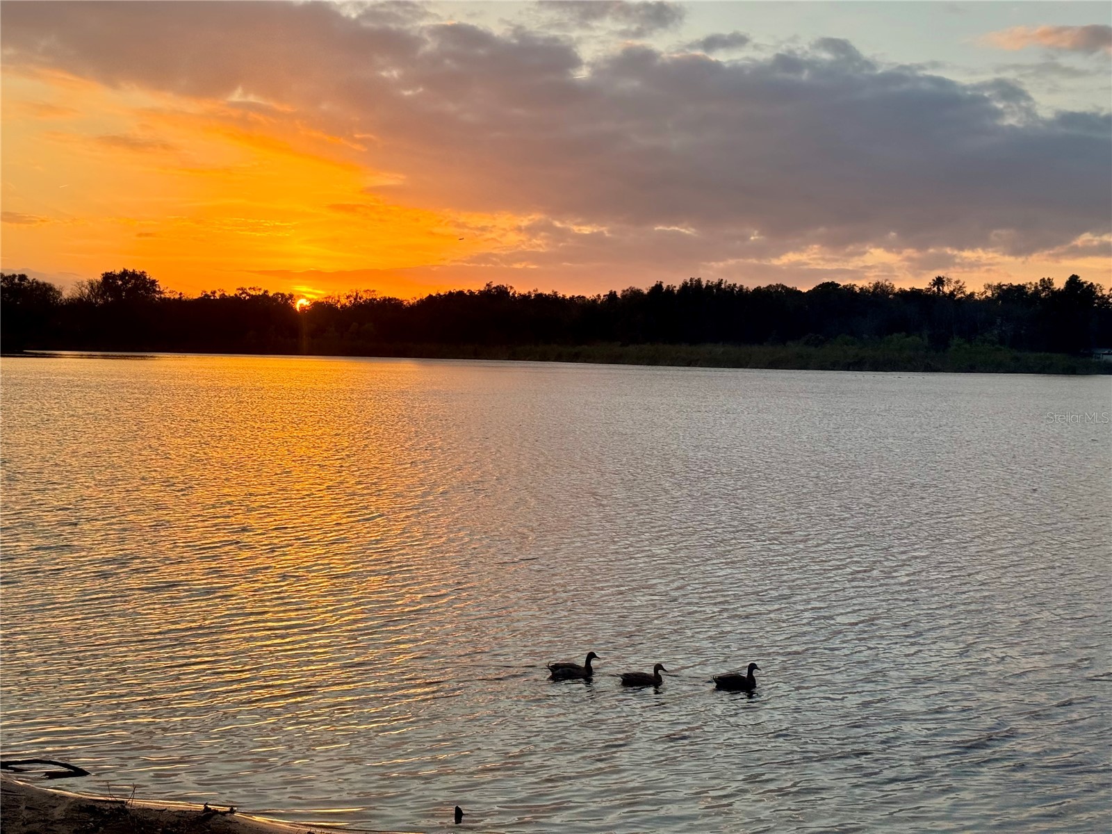 2294 Swedish Drive #8 Clearwater FL 33763 TB8477646 image73