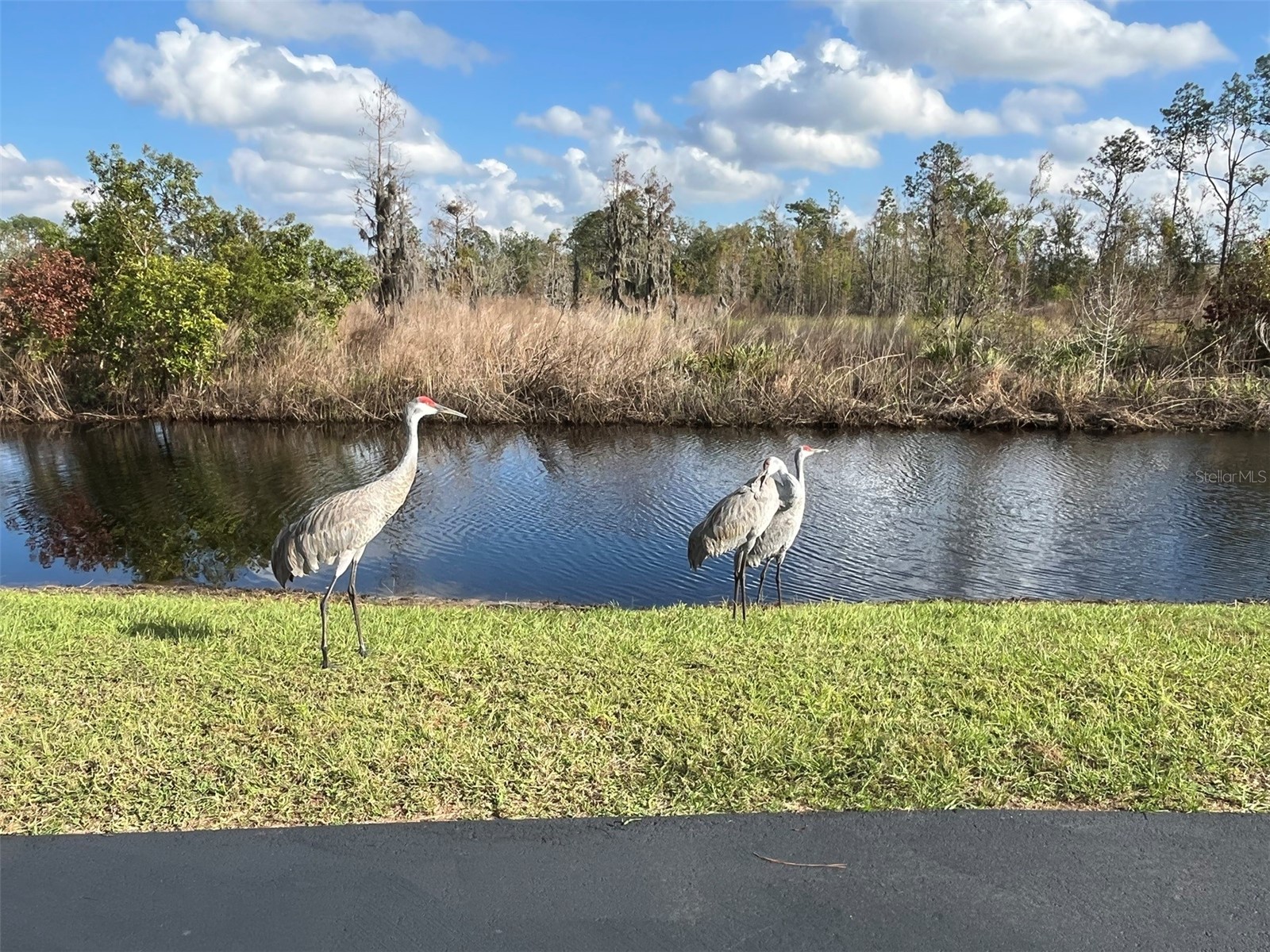 22980 Scaglione Drive Lutz FL 33549 TB8463724 image20