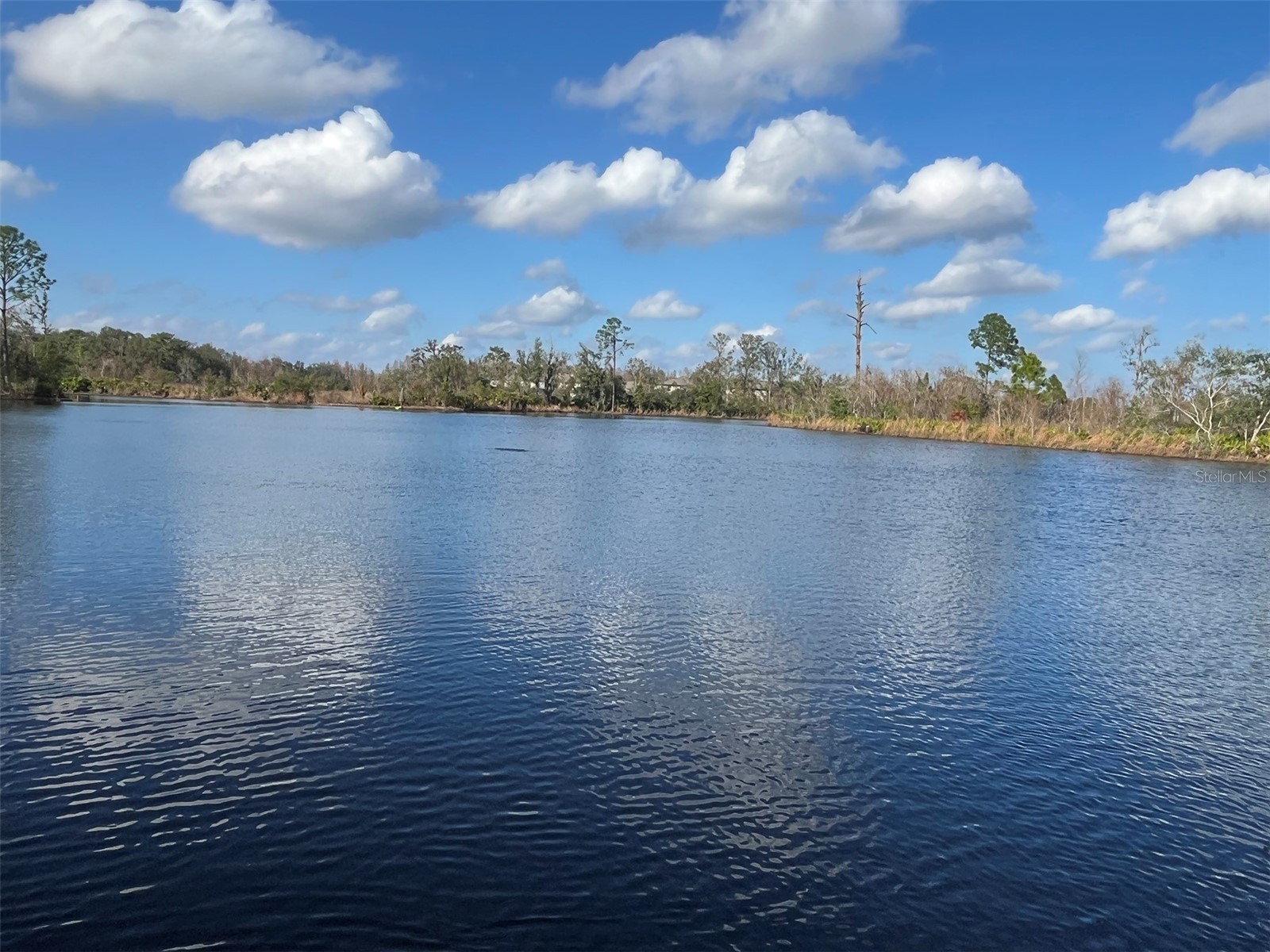 22980 Scaglione Drive Lutz FL 33549 TB8463724 image25
