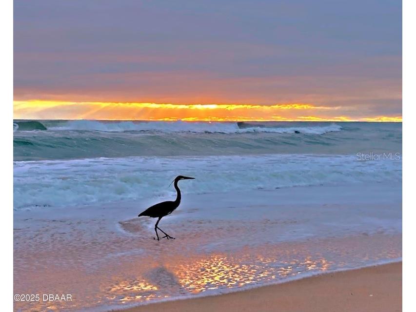 23 Sunrise Avenue Ormond Beach FL 32176 - ATLANTIC OCEAN&HALIFAX RIVER FC313851 image20