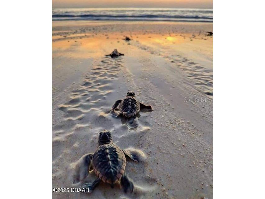 23 Sunrise Avenue Ormond Beach FL 32176 - ATLANTIC OCEAN&HALIFAX RIVER FC313851 image22