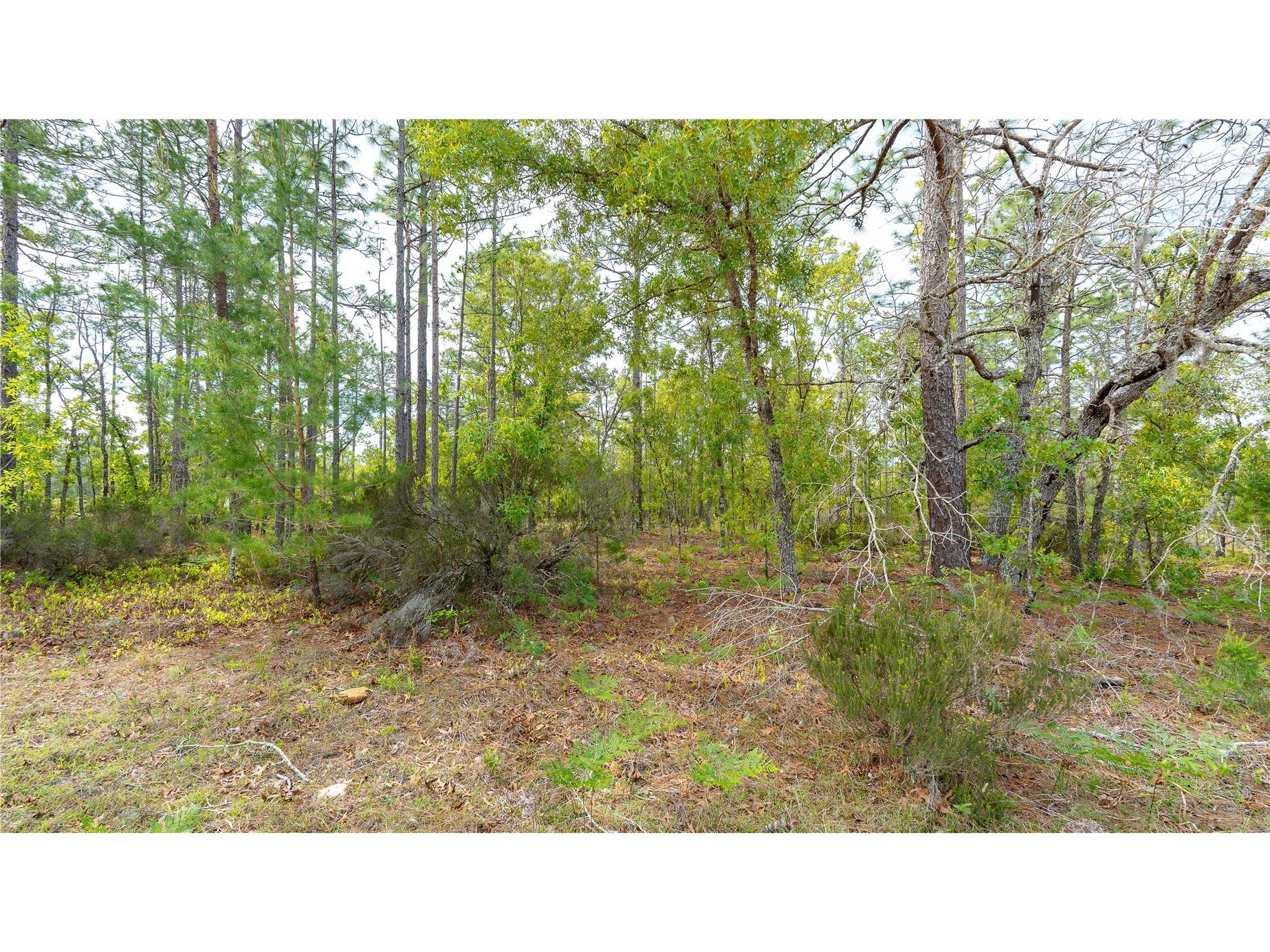 230 Melrose Landing Drive Hawthorne FL 32640 TB8499573 image26