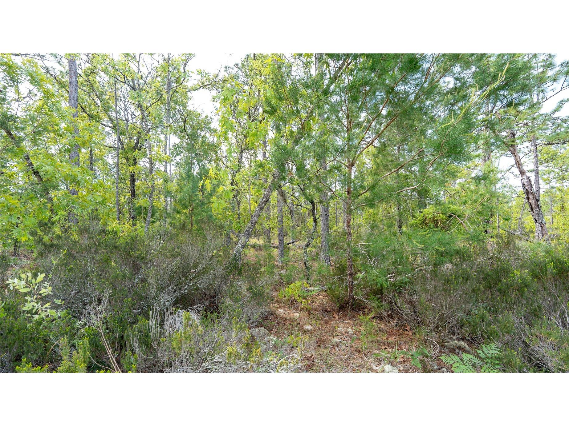 230 Melrose Landing Drive Hawthorne FL 32640 TB8499573 image33