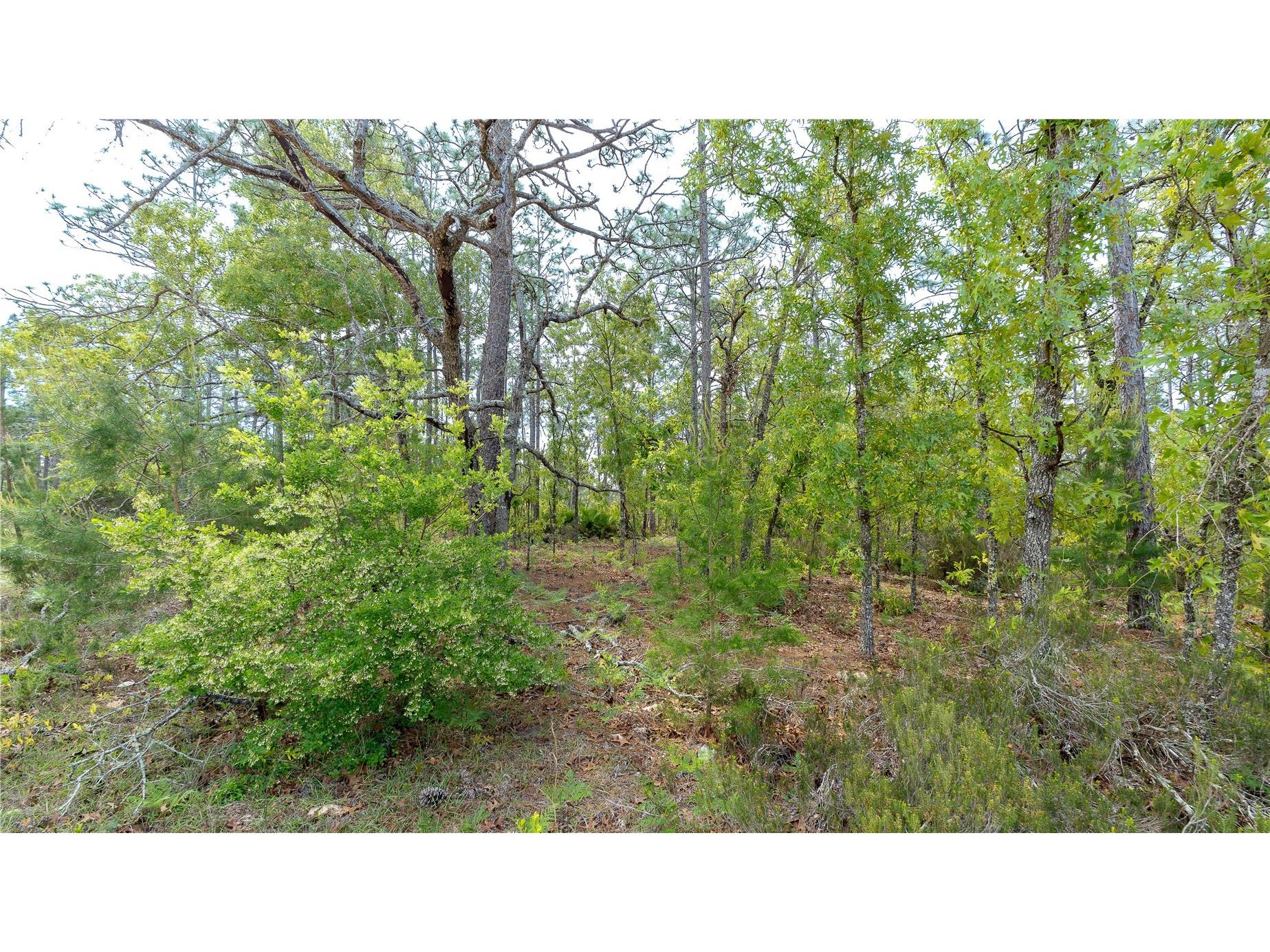 230 Melrose Landing Drive Hawthorne FL 32640 TB8499573 image34