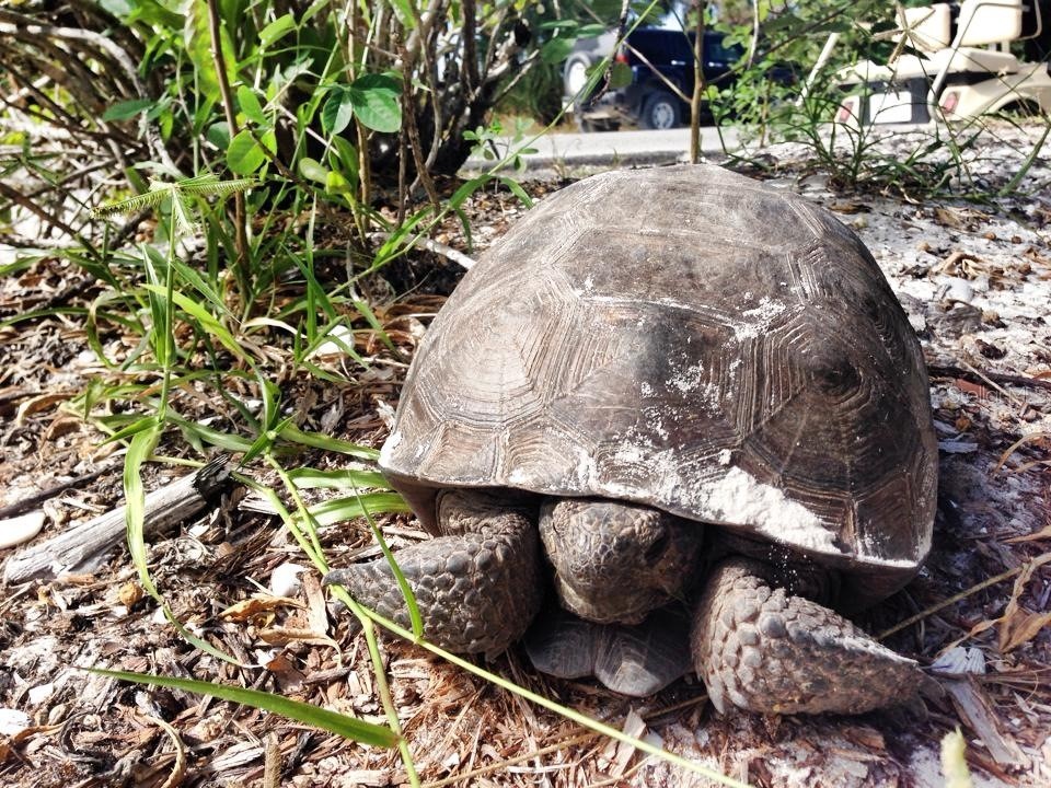 230 N Gulf Boulevard Placida FL 33946 D6146491 image83