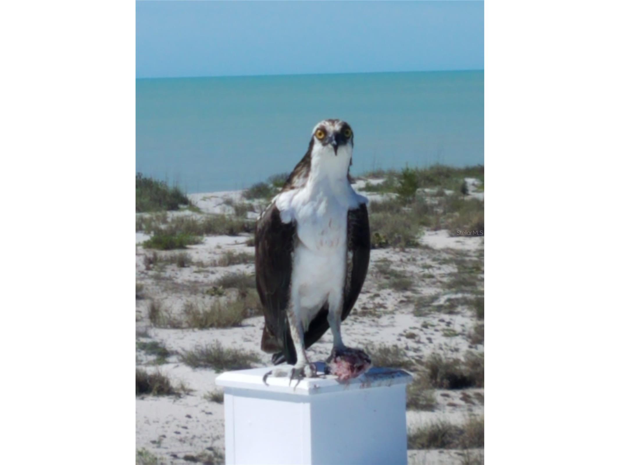 230 N Gulf Boulevard Placida FL 33946 D6146491 image87