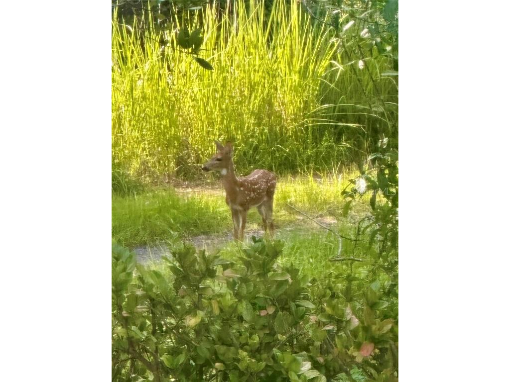 2301 Avellino Avenue Saint Cloud FL 34771 O6292830 image28