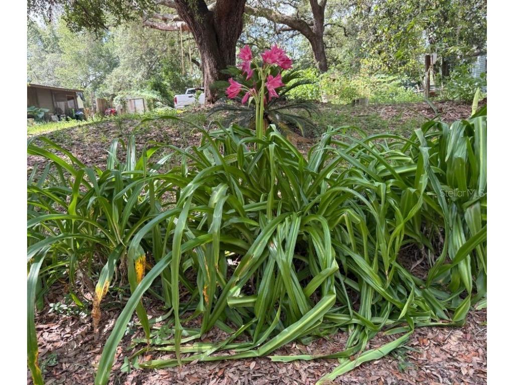 2301 E Graves Avenue Orange City FL 32763 OM703237 image31