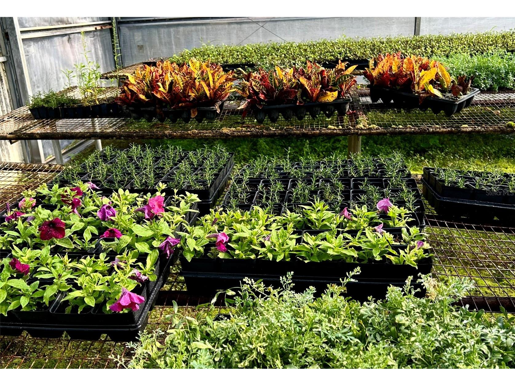 23010 Wolf Branch Road Sorrento FL 32776 G5106468 image22