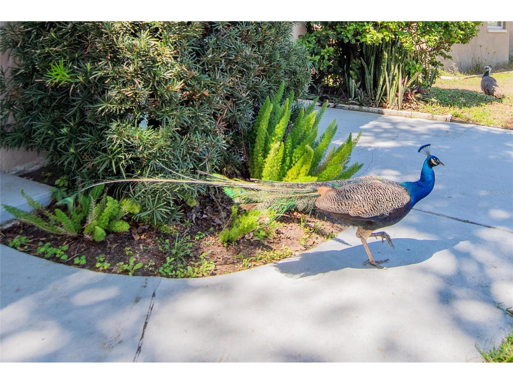 2305 Indigo Drive Clearwater FL 33763 TB8489010 image22