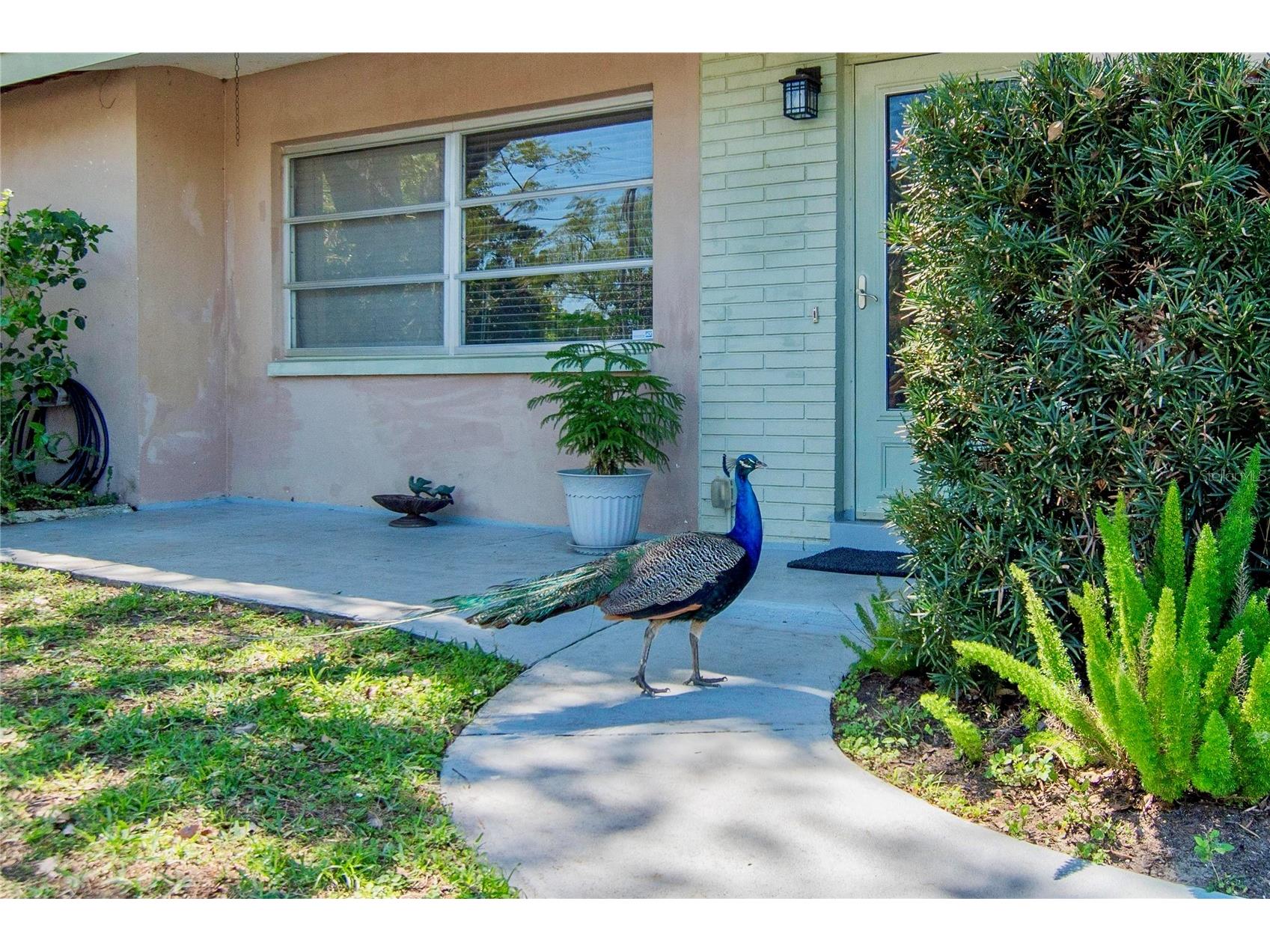 2305 Indigo Drive Clearwater FL 33763 TB8489010 image23