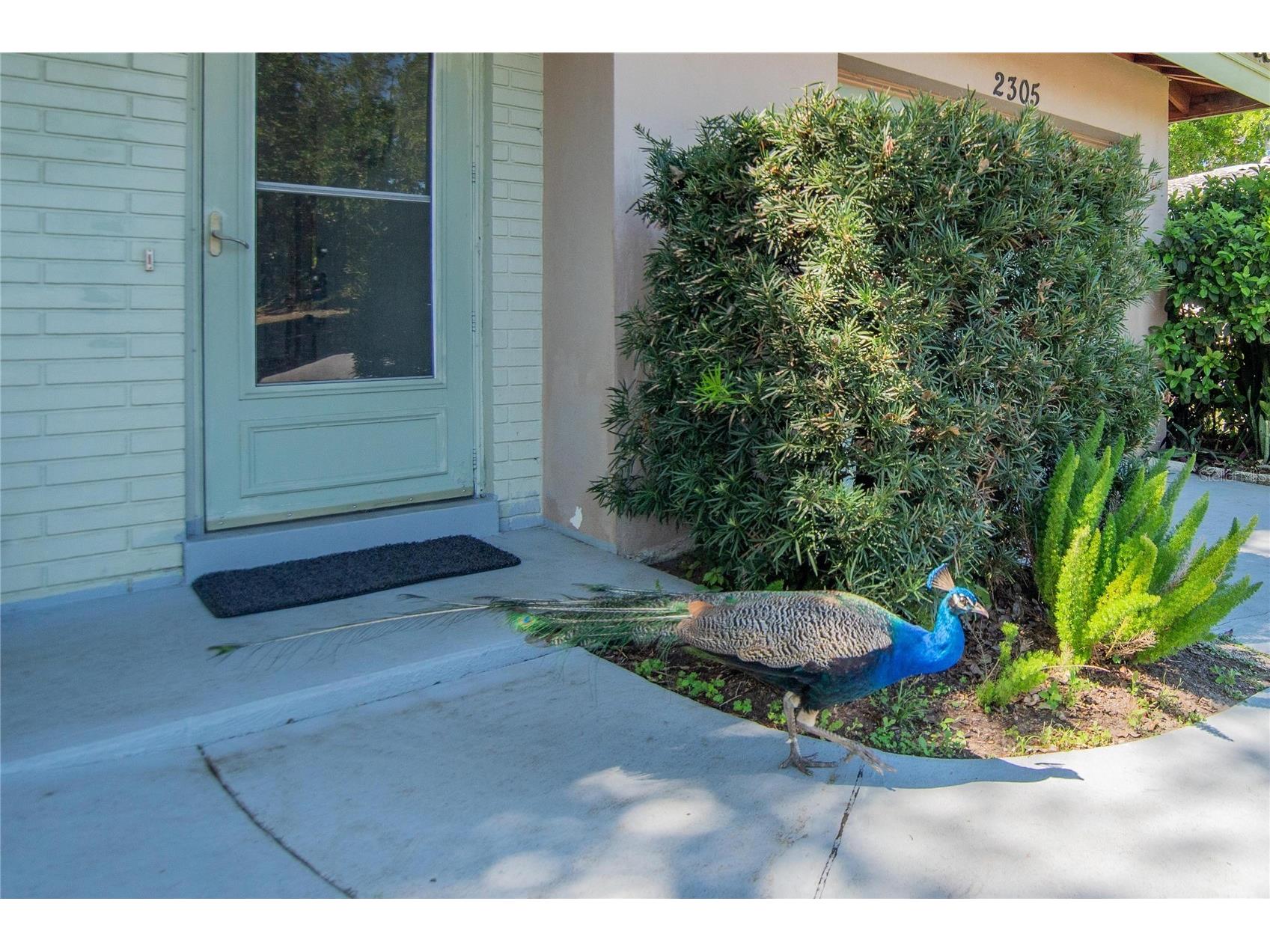 2305 Indigo Drive Clearwater FL 33763 TB8489010 image24