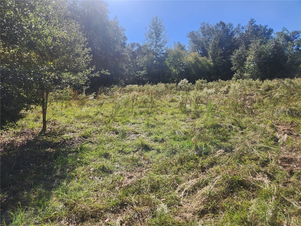 2307 Garfield Street Inverness FL 34453 TB8442124 image4