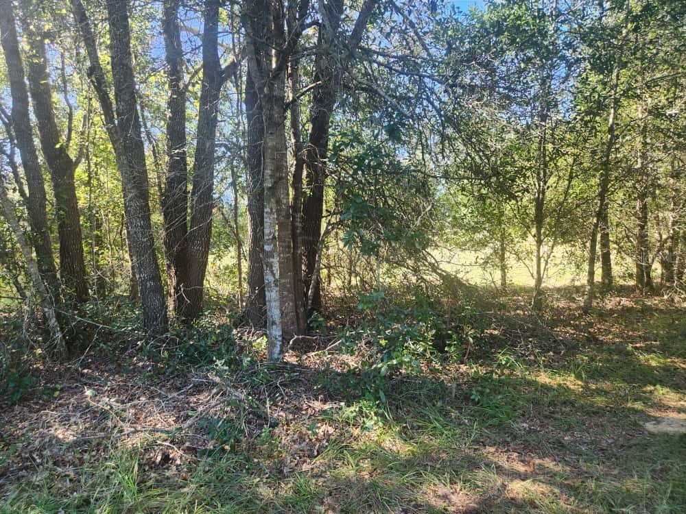 2309 Garfield Street Inverness FL 34453 TB8442114 image2