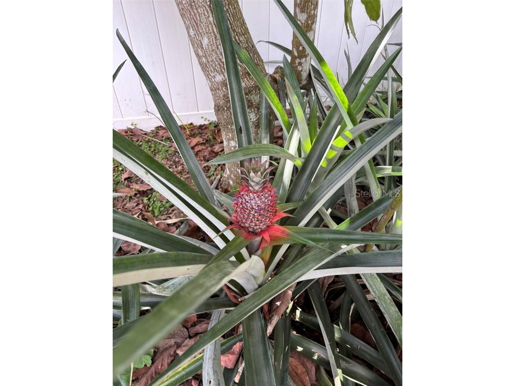 2309 Woodbend Circle New Port Richey FL 34655 TB8402830 image69