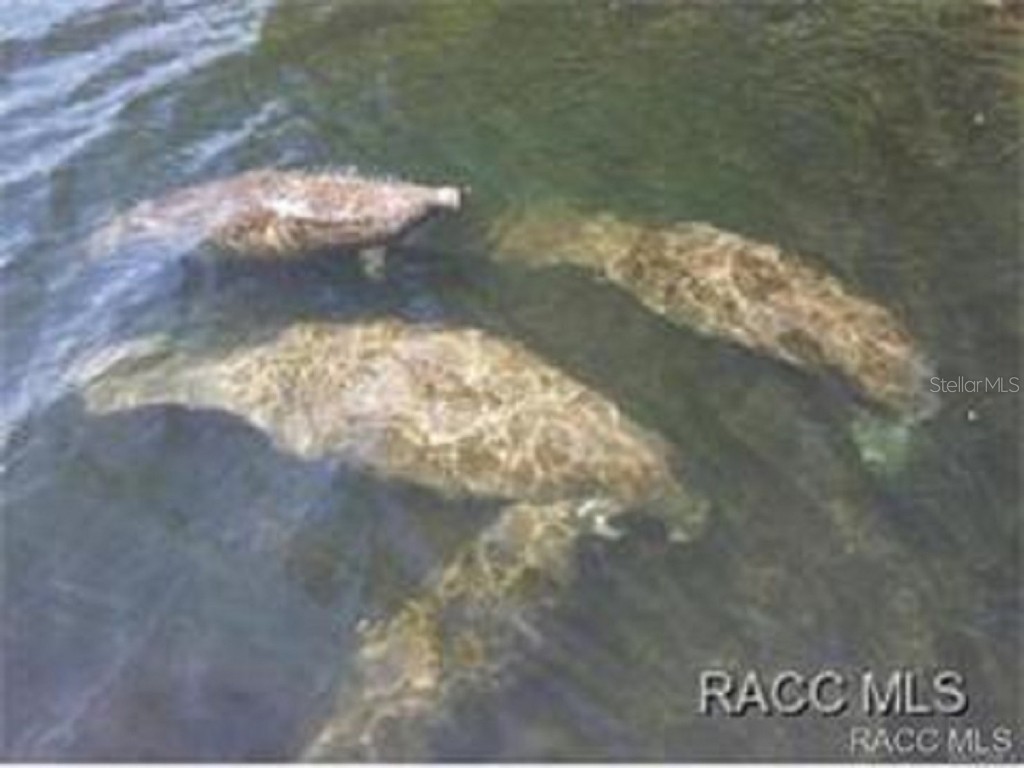 231 S Barbour Street Beverly Hills FL 34465 OM705452 image45