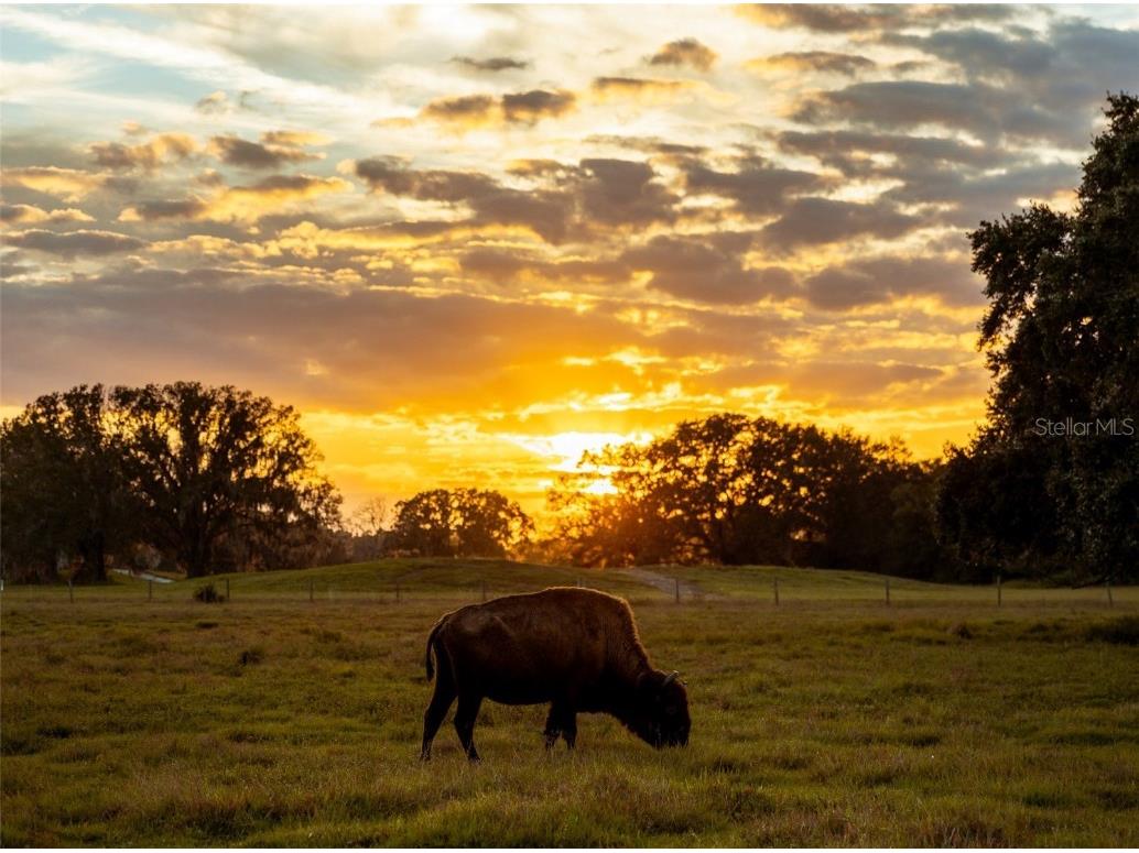 231 Stallion Lane River Ranch FL 33867 TB8457369 image15